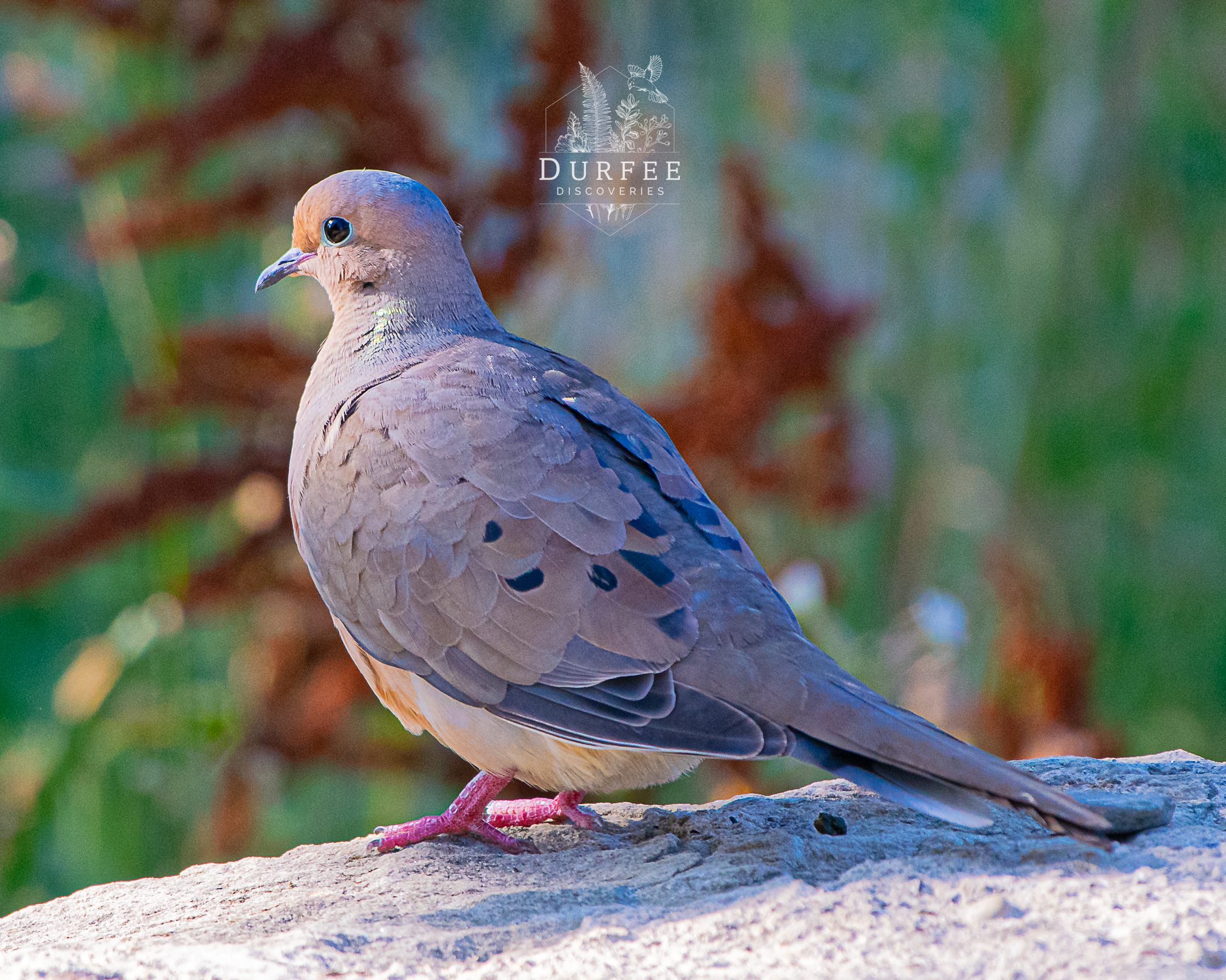Mourning Dove - Erie, PA