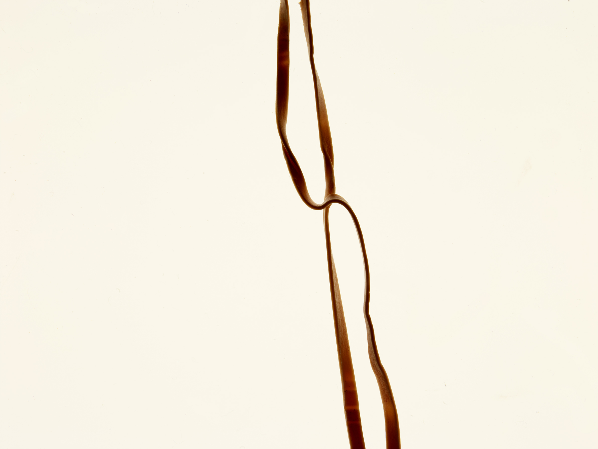 Rubber Bands, 20202/4