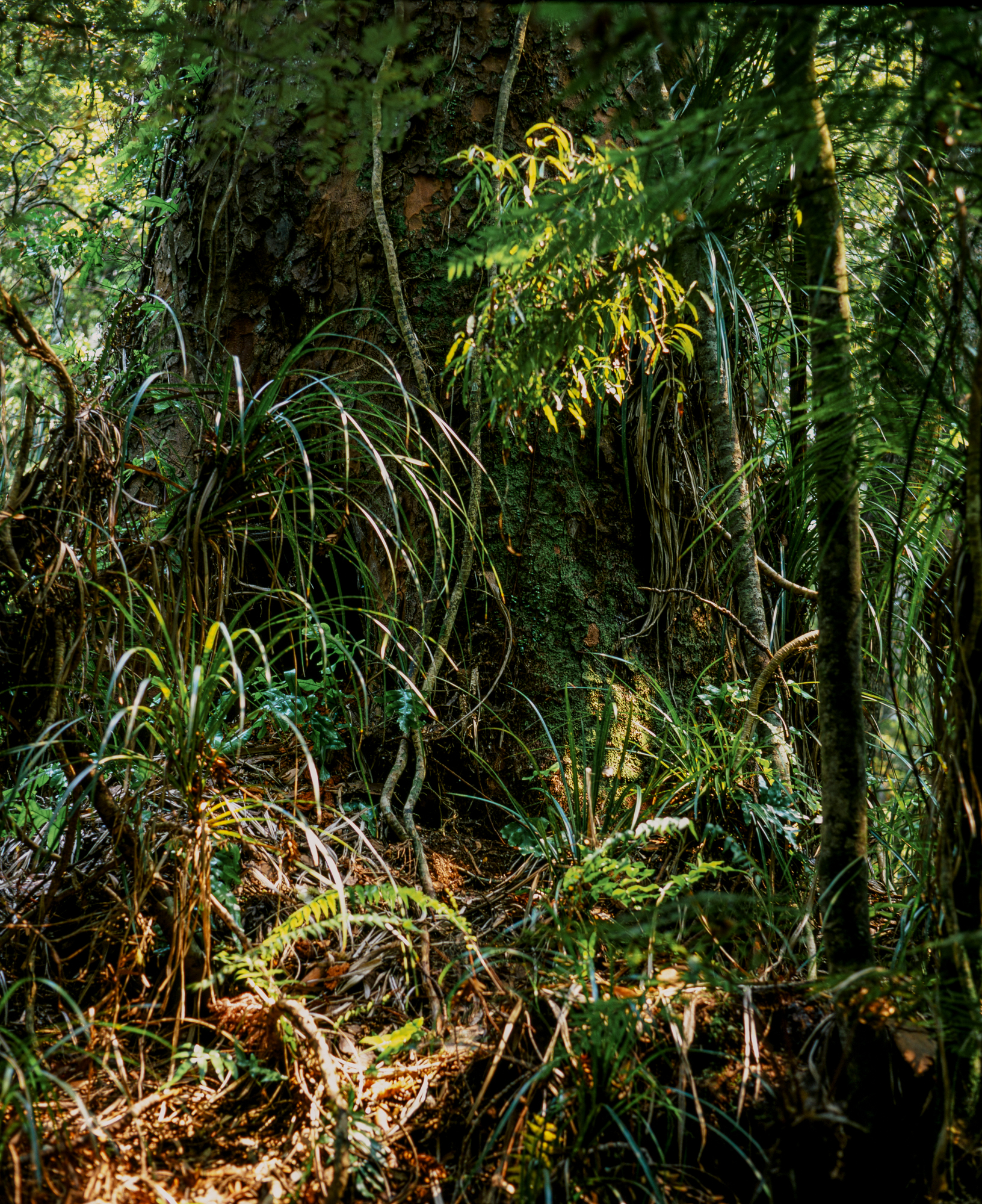 The forest floor surrounds a mature Kauri, Trounson Kauri Park.Photograph by H. H.