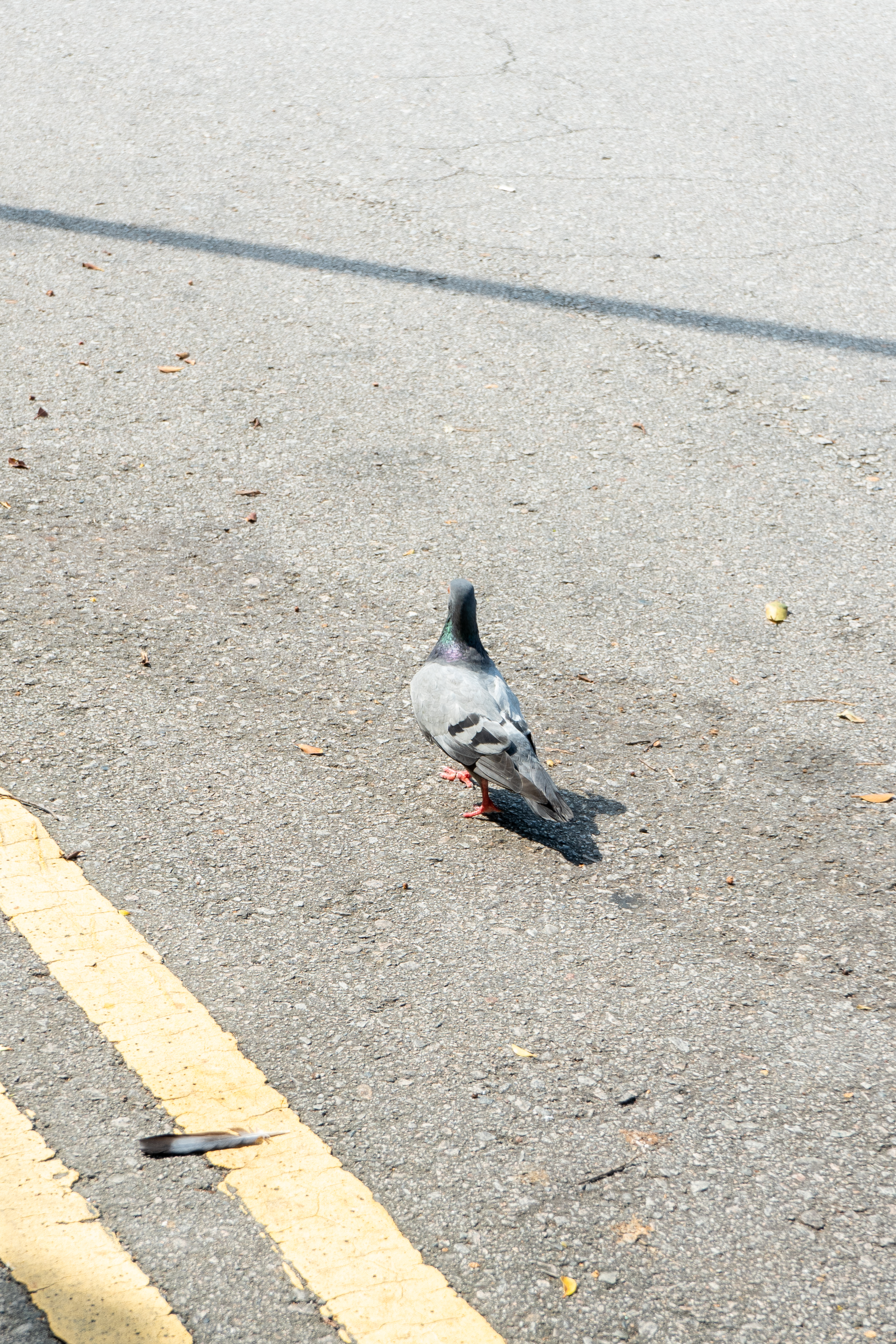 Mr.Pigeon