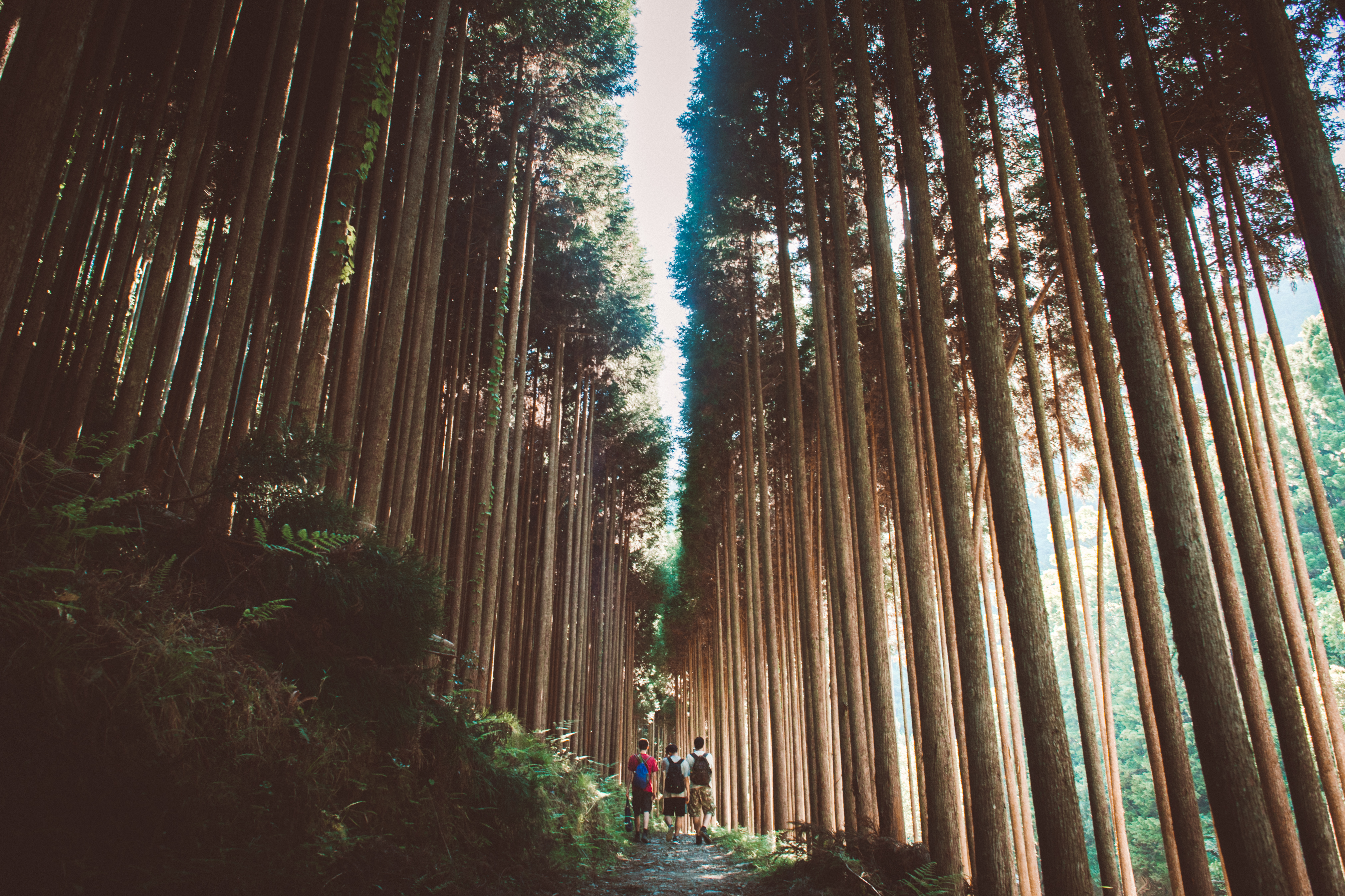 Kitayama Cedar Trail