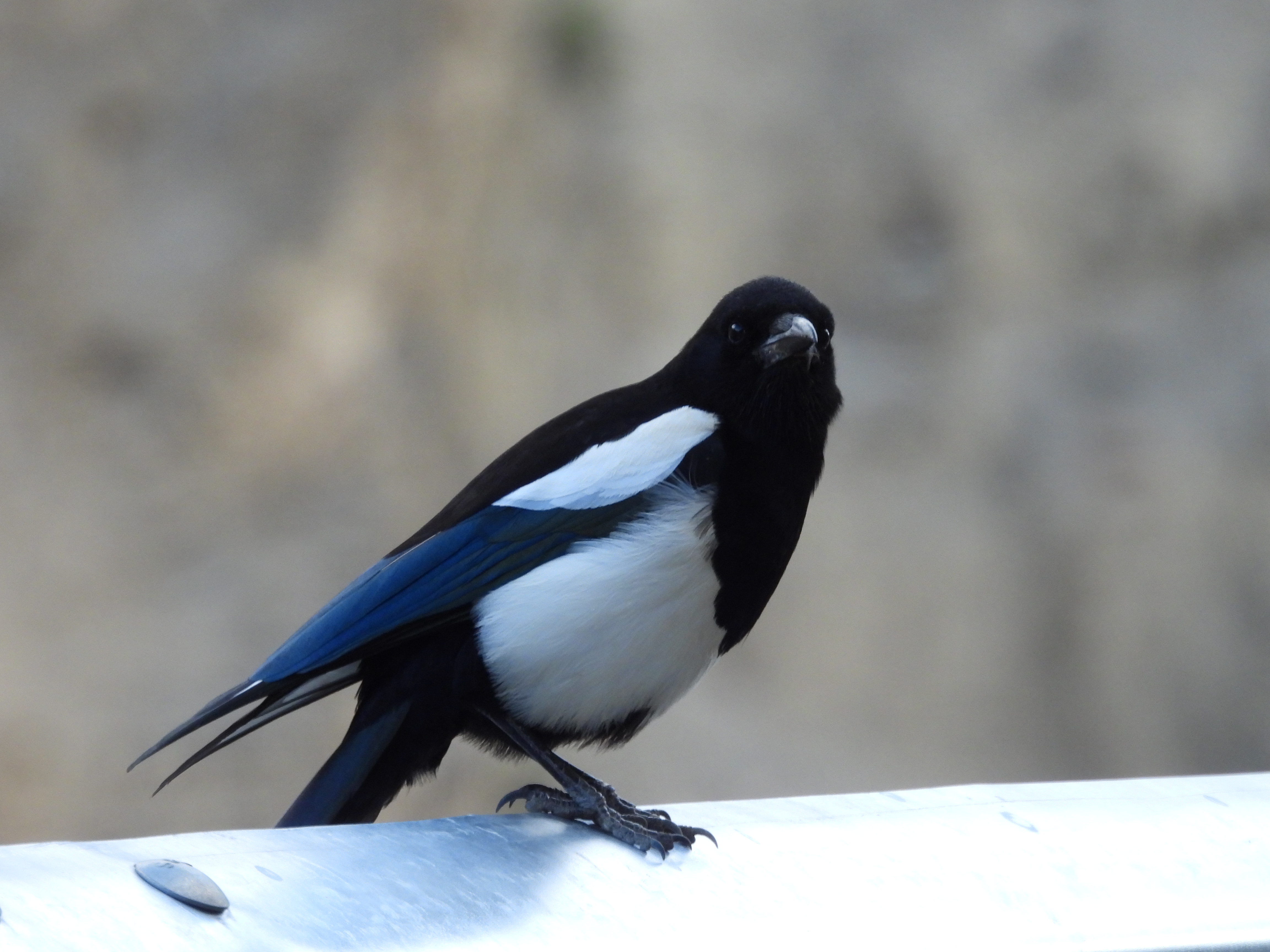 青藏喜鹊 Black-rumped Magpie