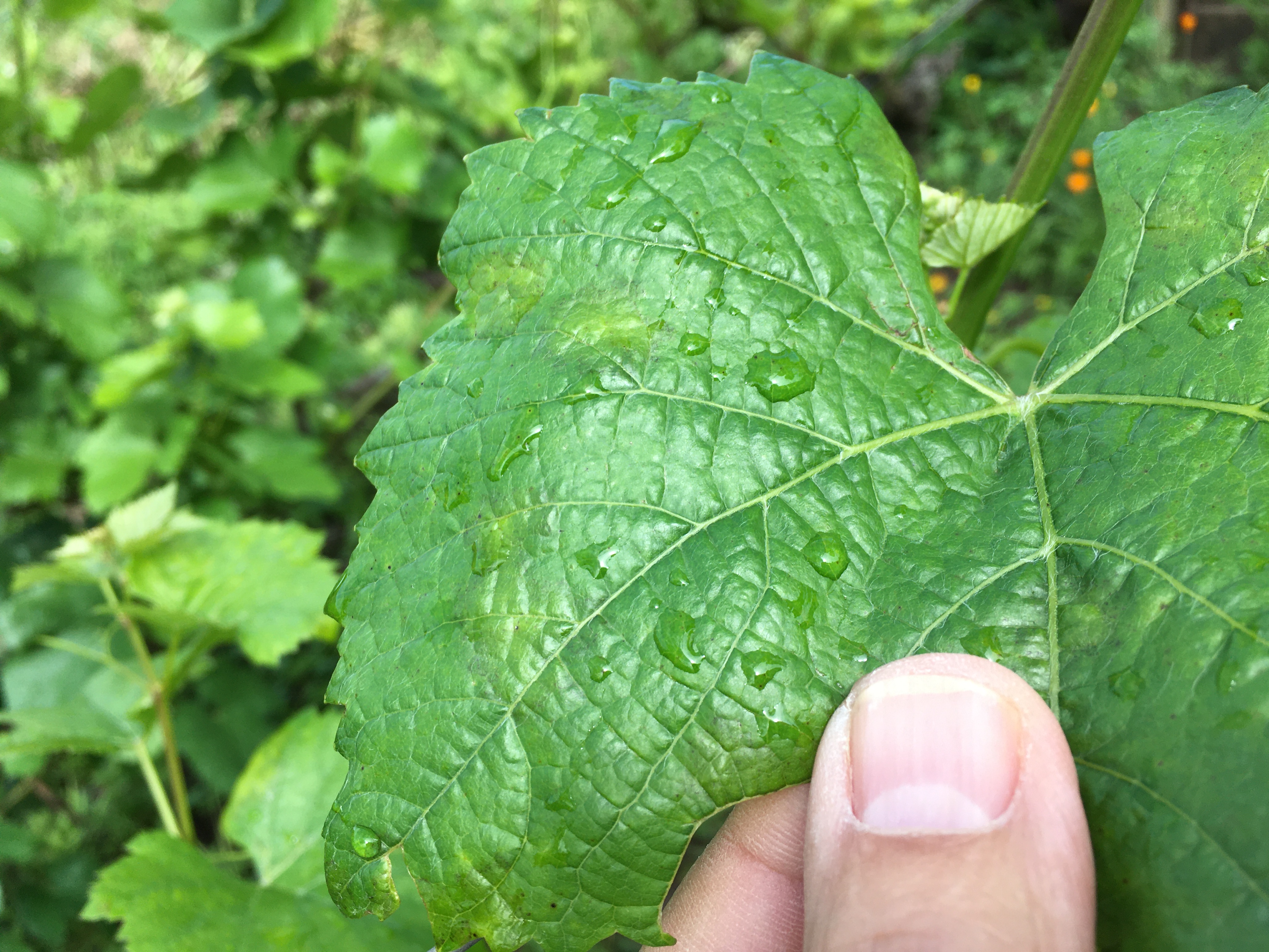 Falscher Mehltau - sog. Ölflecke auf der Blattoberseite
