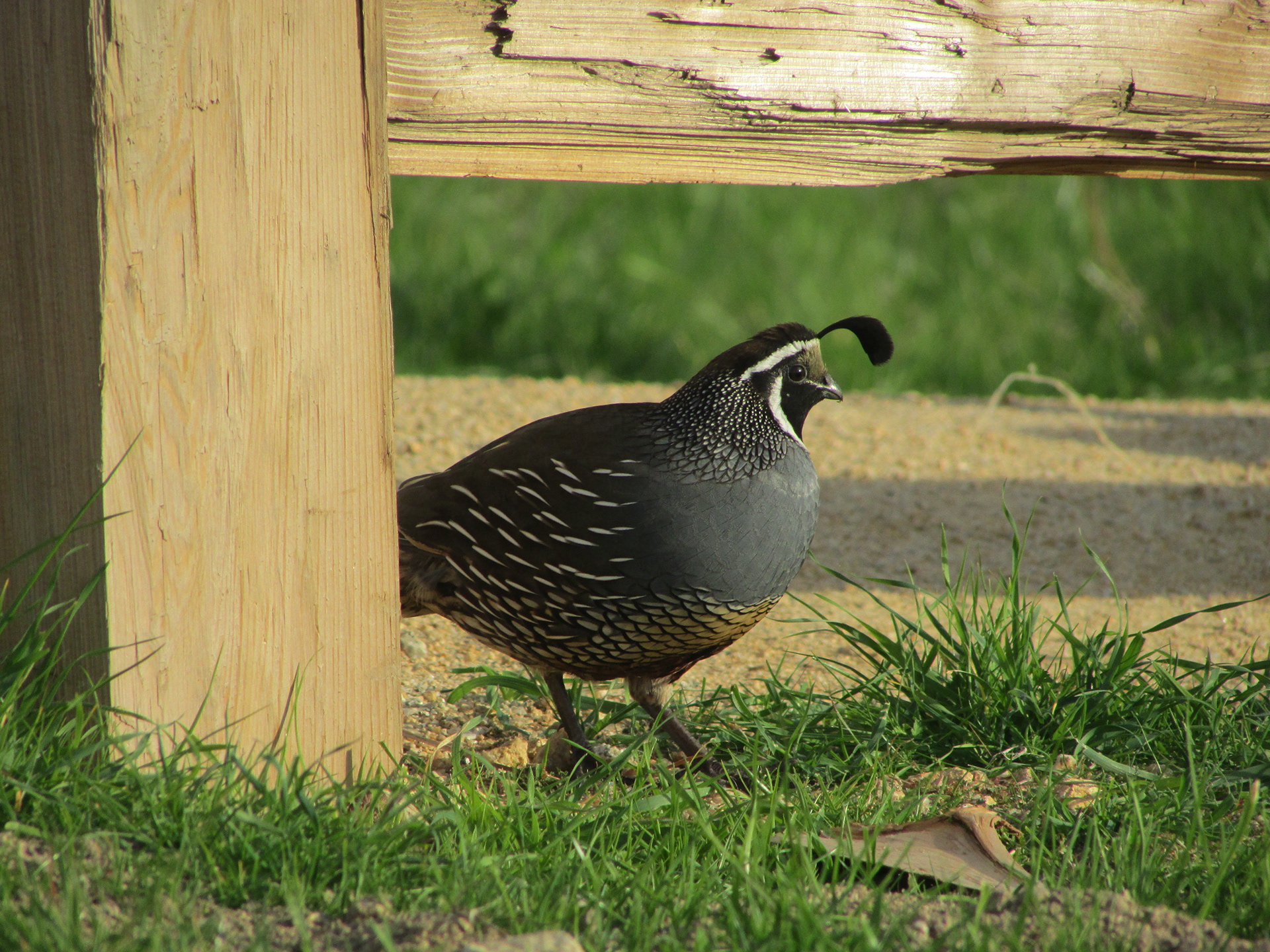 California Quail, Año Nuevo, CA
