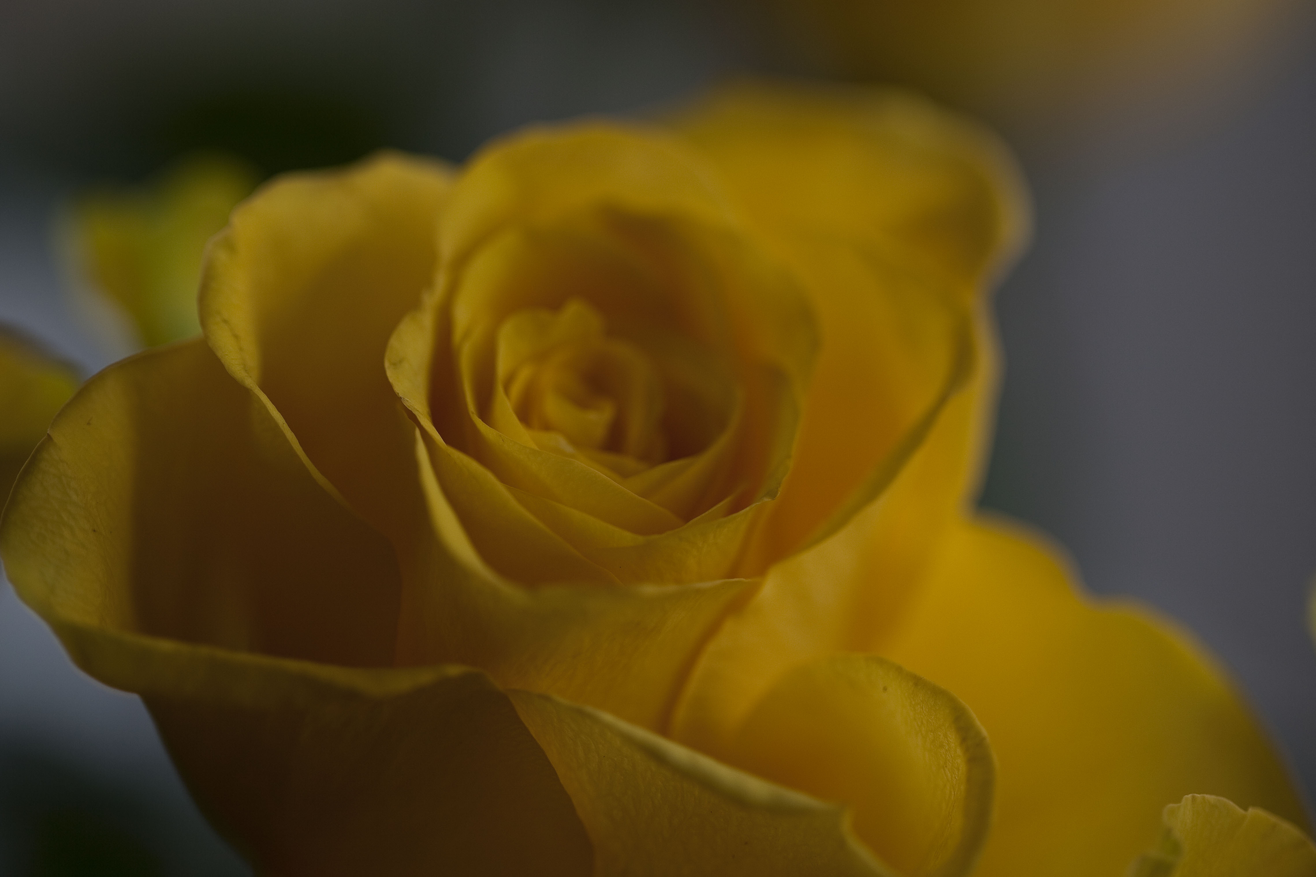 Rose macro