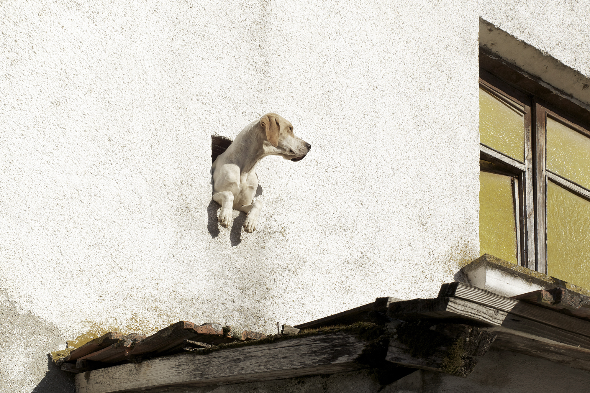 Dog leaning out of a small window Ochagavia, Navarre, Spain, 2011photography, color, single, exhibition