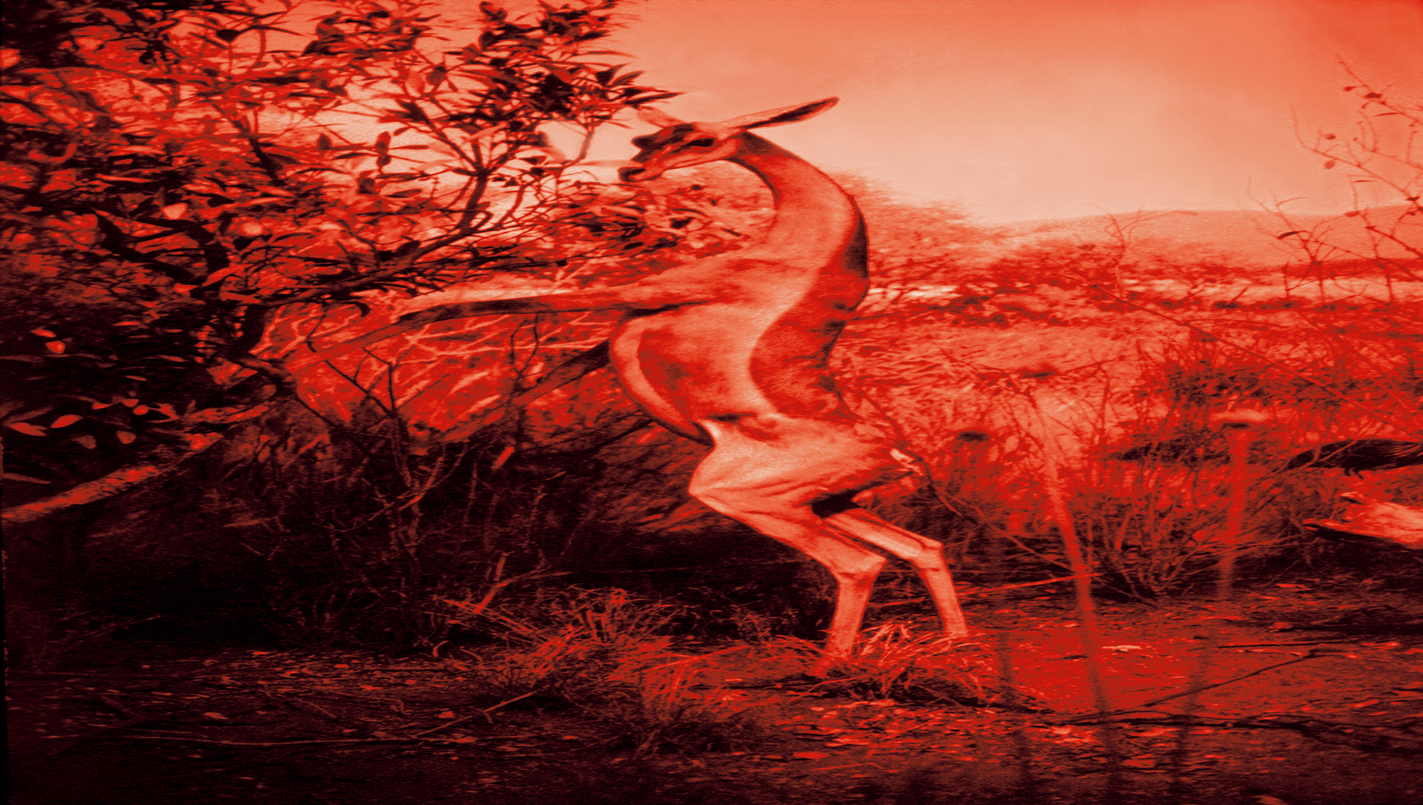 "AM MU NA HI / 13"  Giclée fine art print on Hahnemühle Watercolour paper / Variable dimensions / Edition of 6 