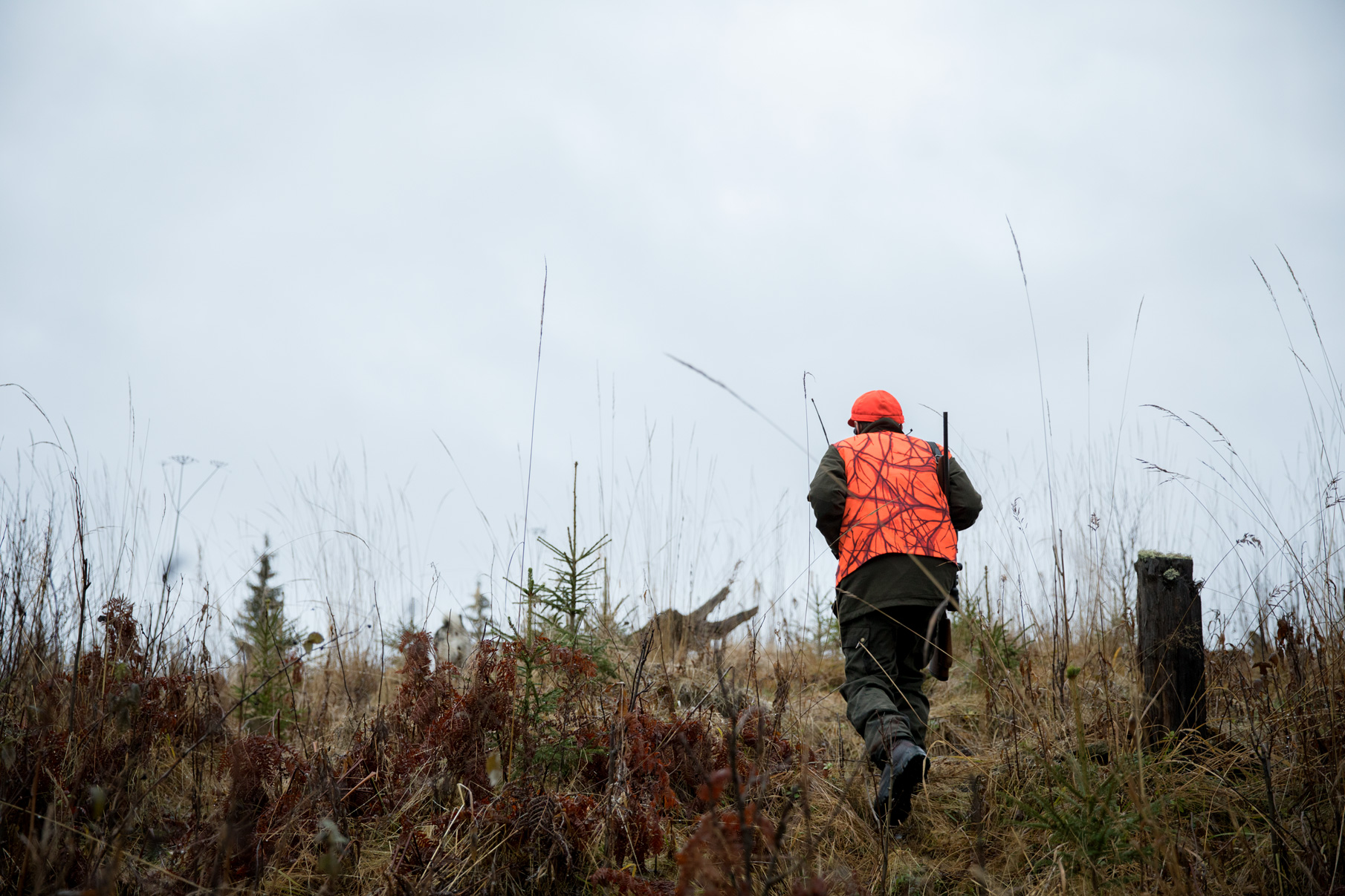Anssi kävelee nuoren hirvikoiransa Natan perässä. | Anssi walks after his young hunting dog Nata.