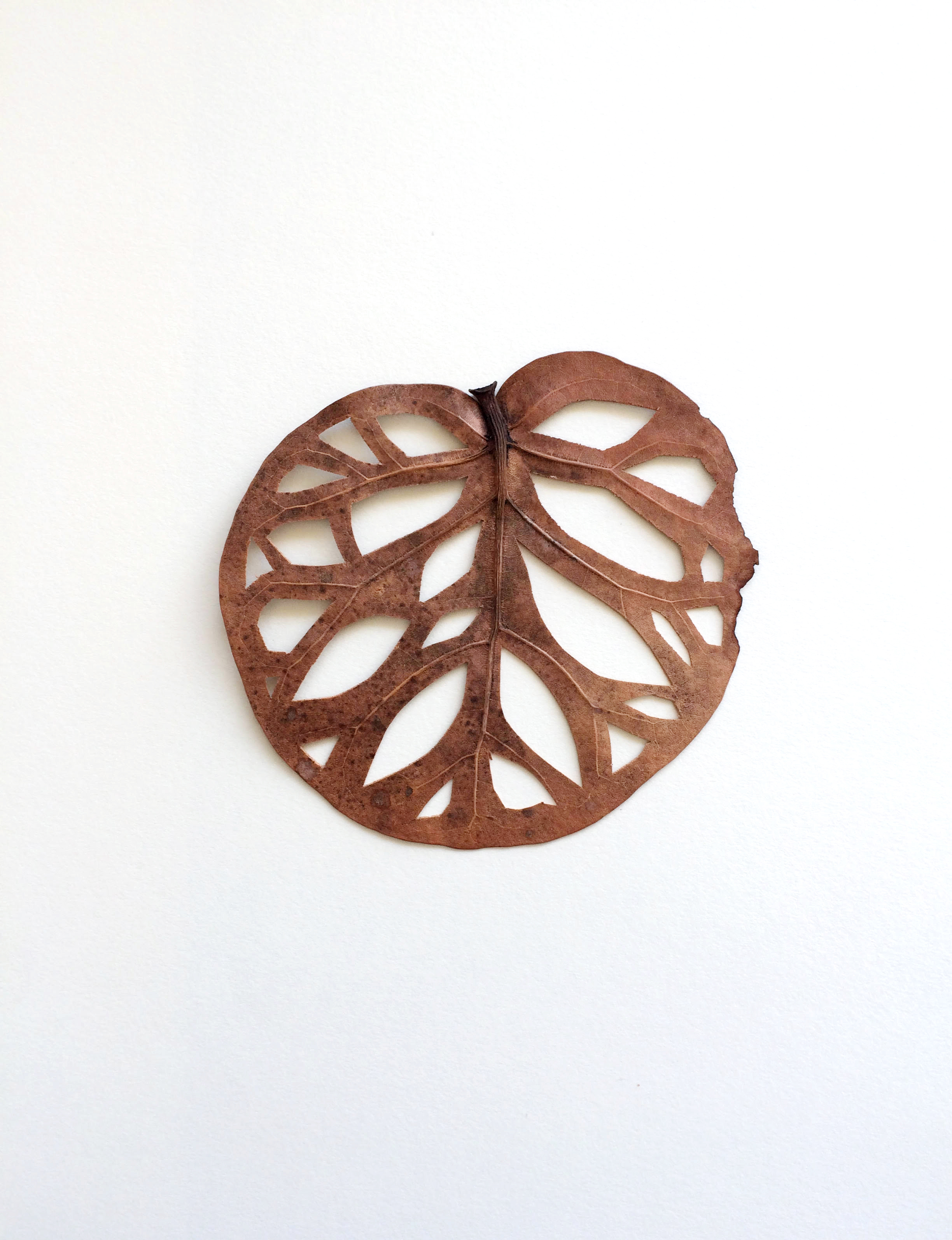  From the series "Drawing on Nature" Title: "Tropical Uvifera"/ "Uvera Tropical" Technique: Preserved and herborized Coccoloba uvifera leaf on paper. Dimensions: 9"x12" © Andrea Lira