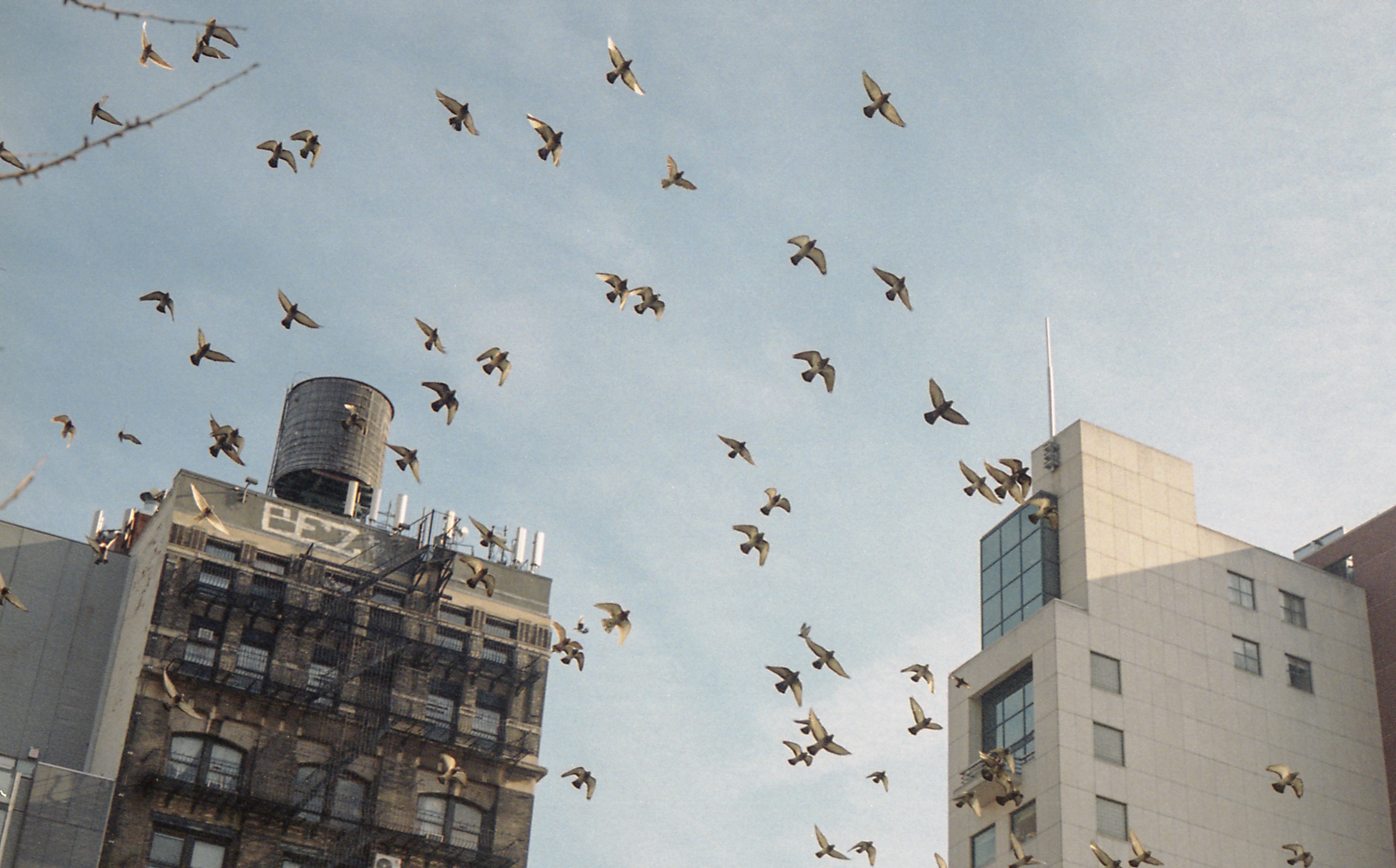 Flight | 35 mm | New York, NY