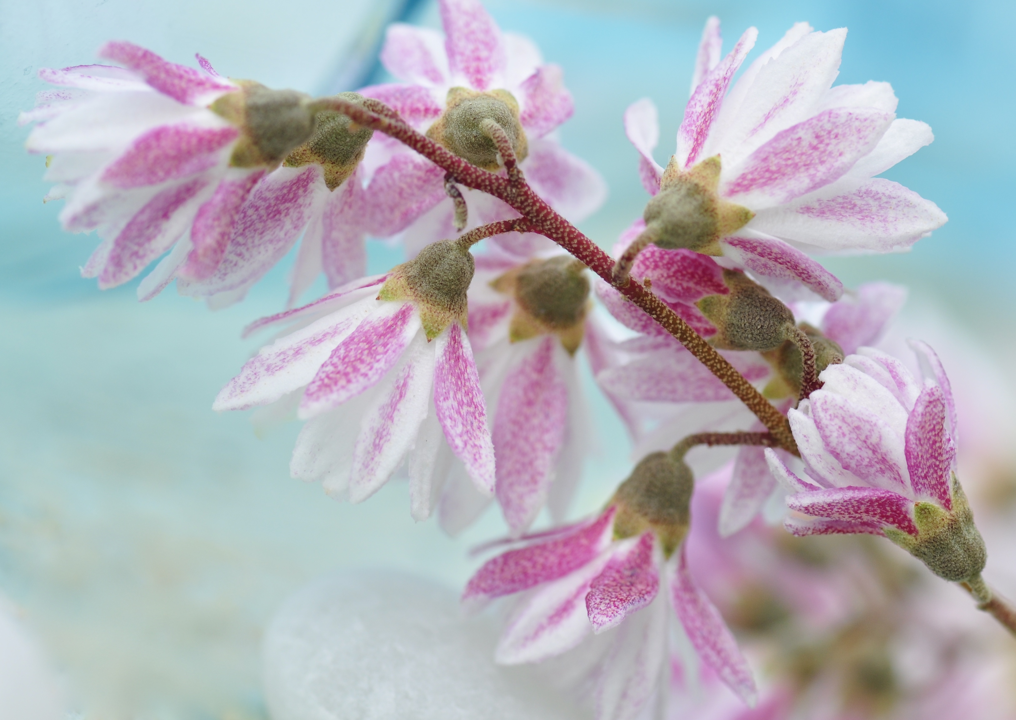 Nr.163 Sternchenstrauch / Deutzia