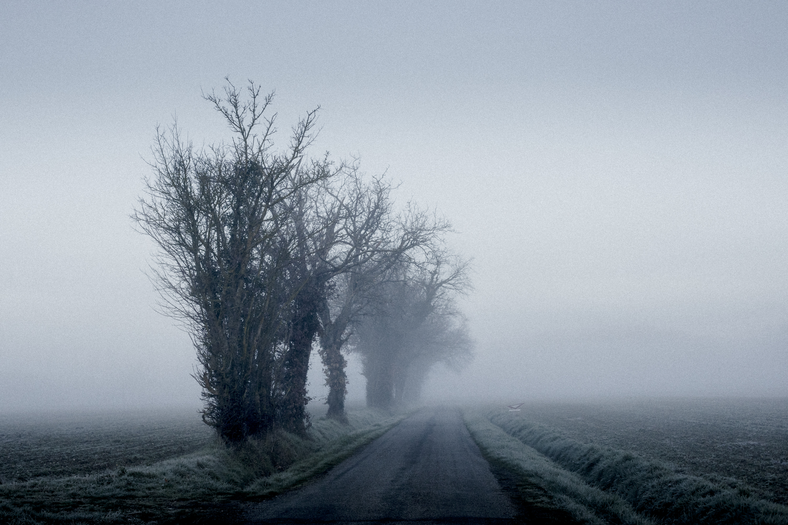 julien cregut-Lost Dogs-©juliencregut