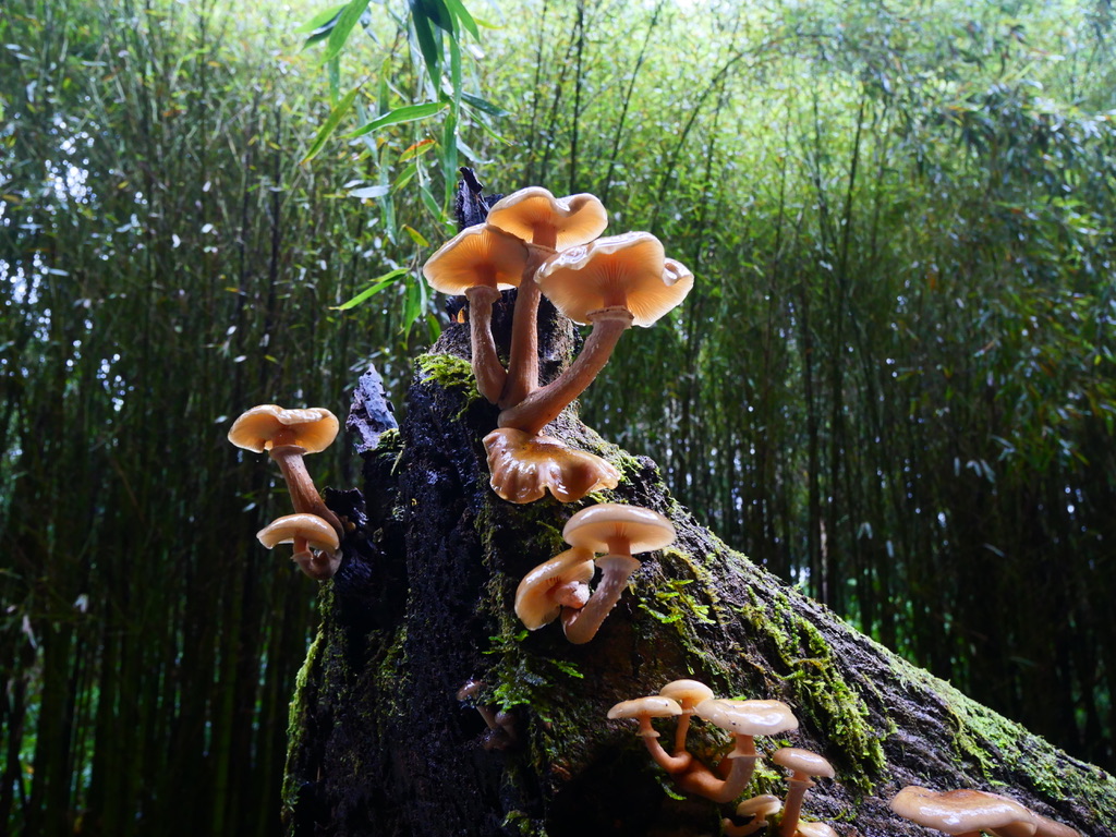 Azorean forests in winter - Sao Miguel island