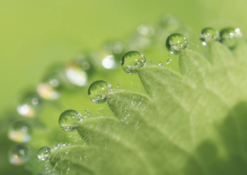 Nr. 064 Frauenmantel