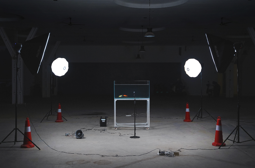 玻璃房间 GLASS BOXINGInstallation, Goldfish, Fish tank, Loudspeaker, Spotlight, Raspberry Pi, ChatGPT 4o, 2024, Sichuan