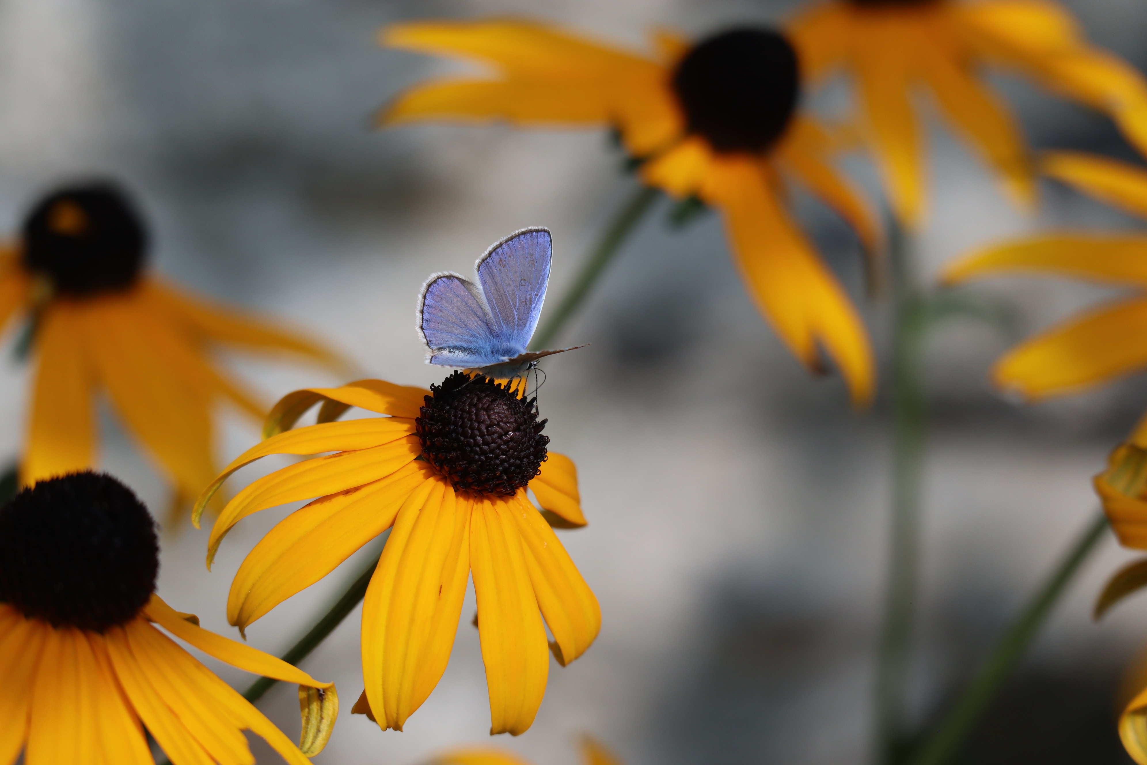 Den Zauber entdecken