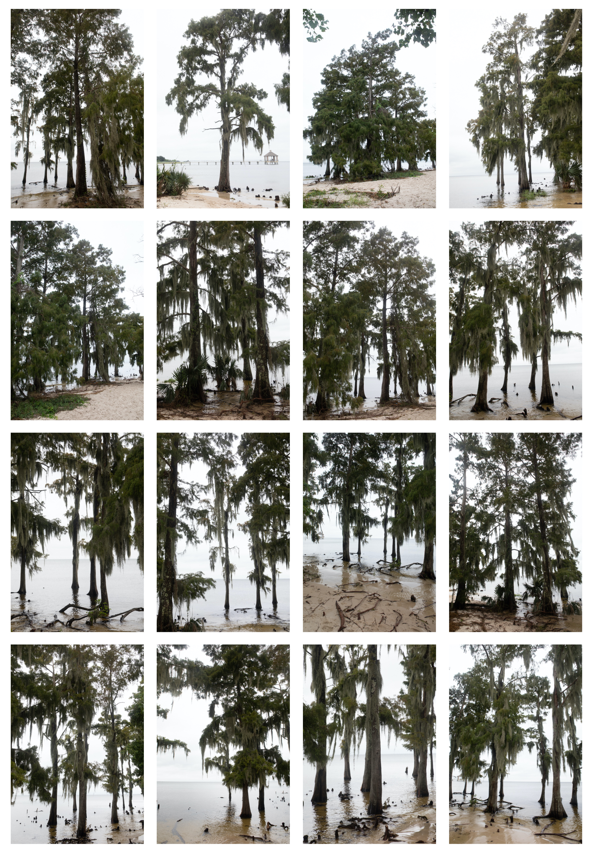 Sample of dataset of cypress trees for project, taken by Caroline SInders