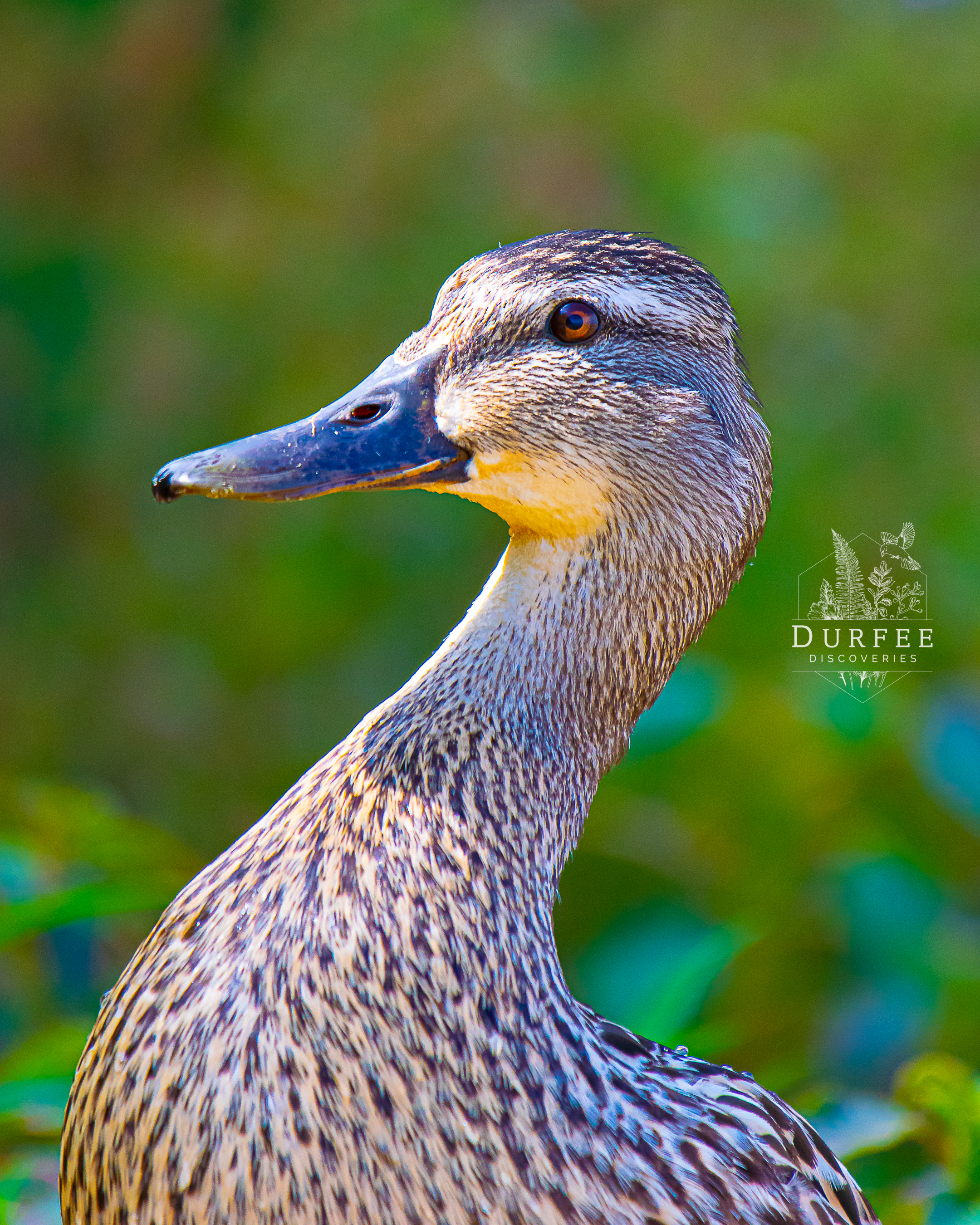 Female Mallard - East Tawas, MI