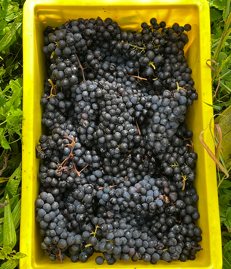 IM RHYTHMUS DER REBEN &ndash; NATUR UND HANDWERK IM EINKLANG   von Michelle Henseler