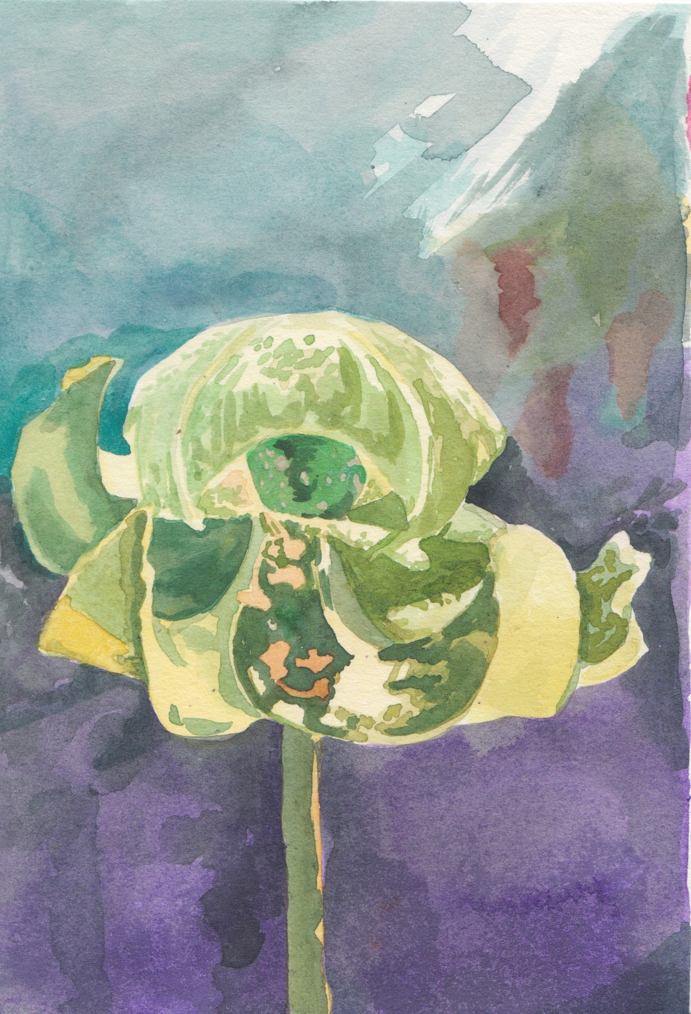 Hortusbotanicus 8, Aquarel, 150 x 100 mm, 2023