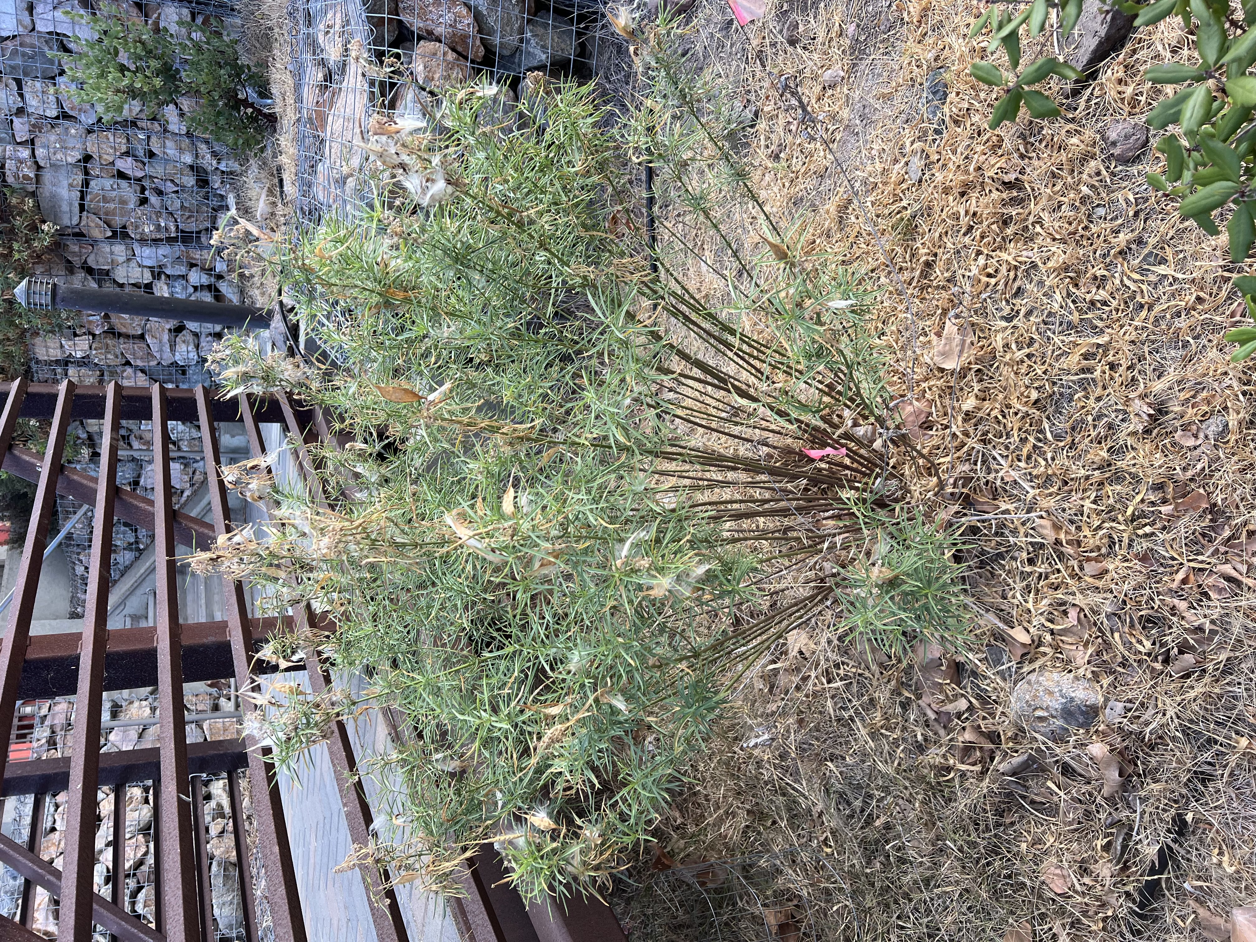 narrowleaf milkweed