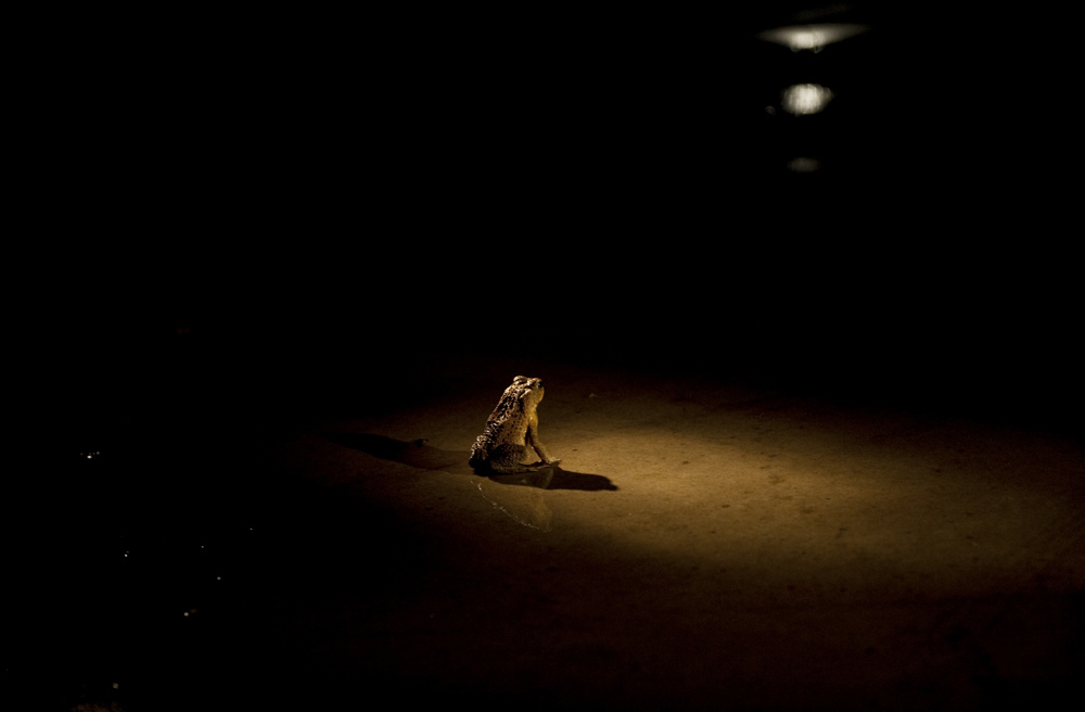Bufo Marinus Queensland, Australia
