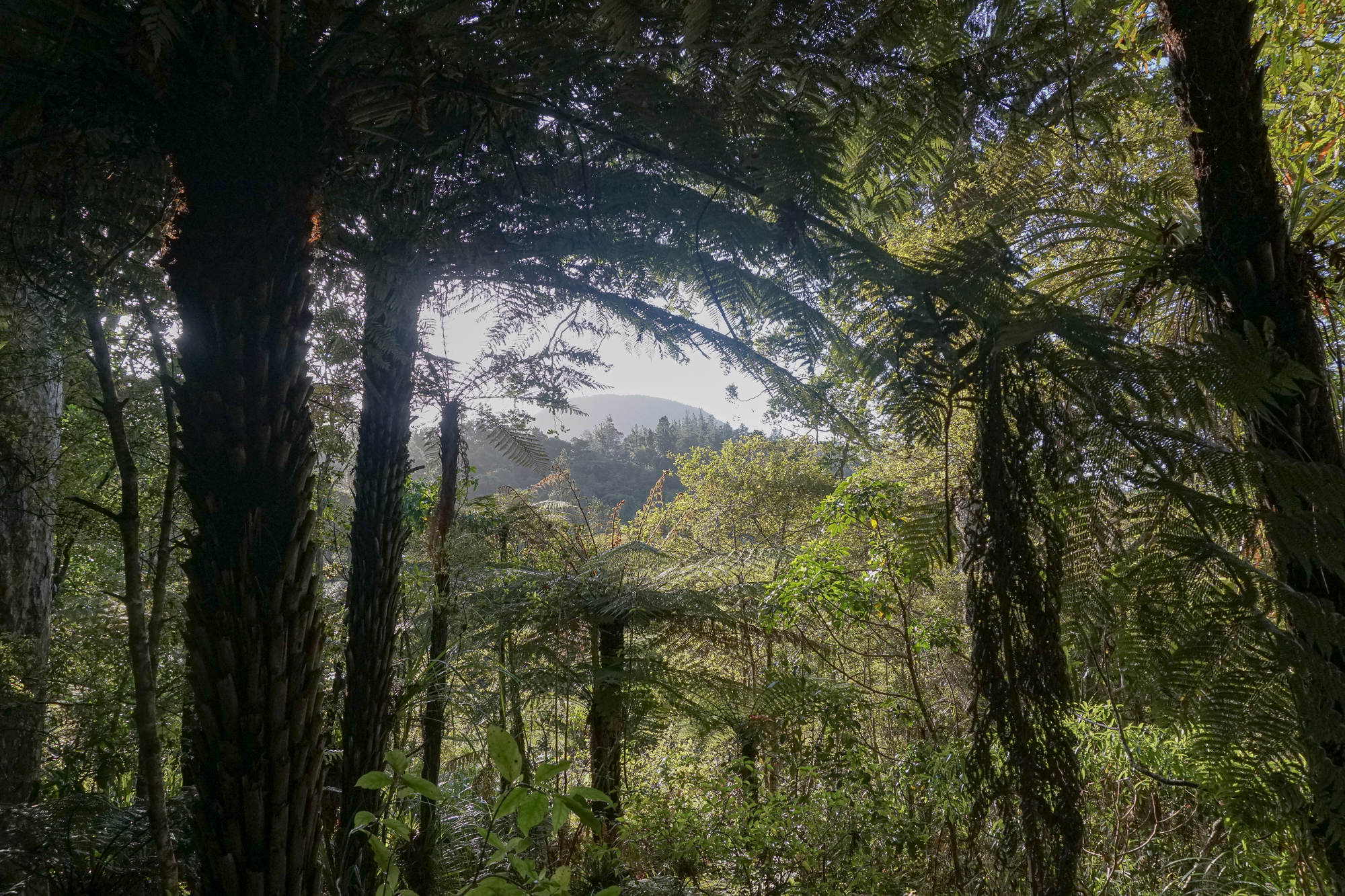 View through ngahere to clearing with mountain on horizon, Waitakere.Photograph by M. H.