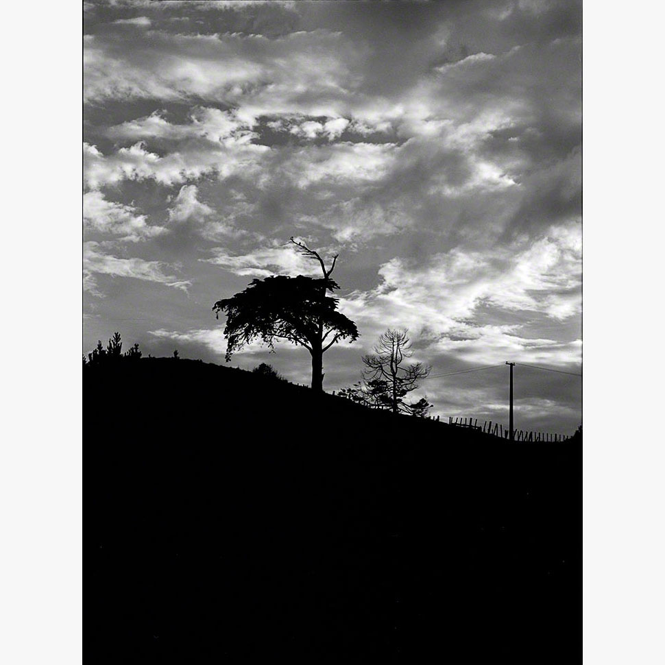 8/8Hesperocyparis macrocarpa, Ōhāriu, 2000 (001002_055)