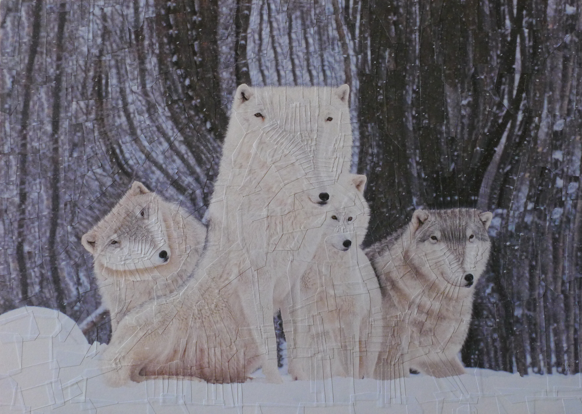 Wolves, 2013, 11.6 x 16.5 inches