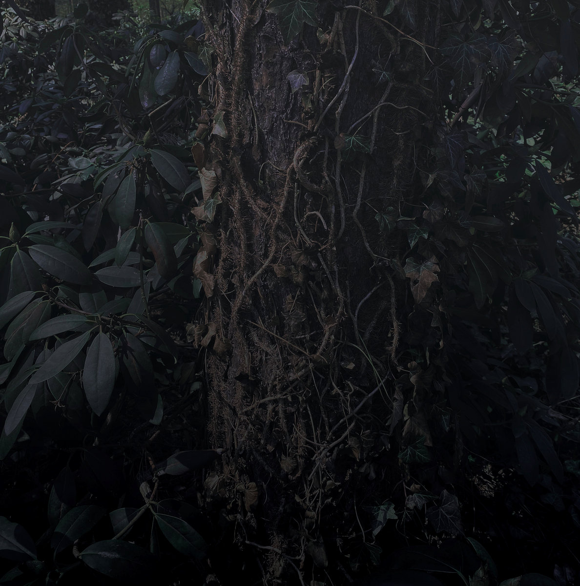 j.doursouChoreographies of Decay