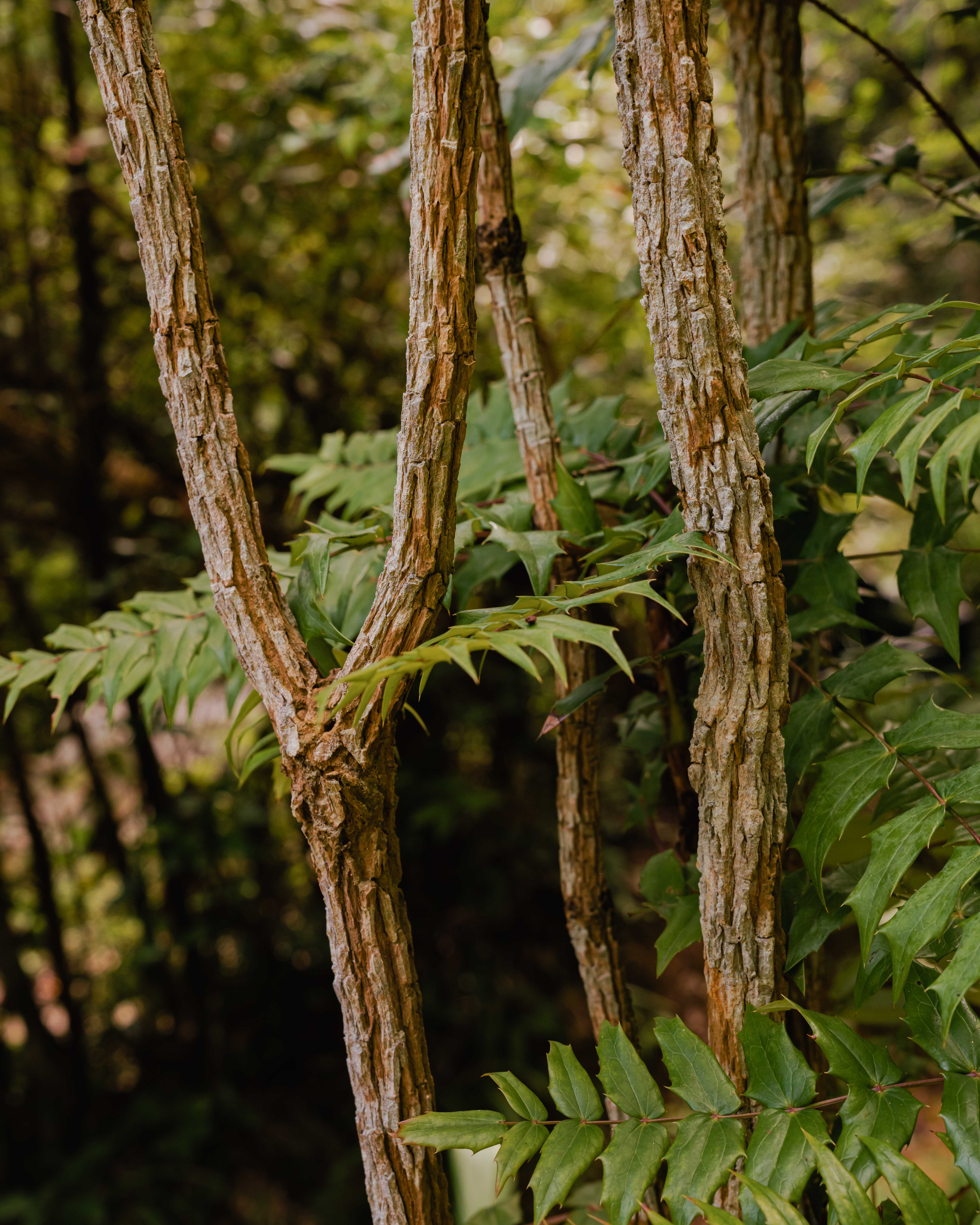 The Lung Fu Shan Herb Garden - FT Weekend