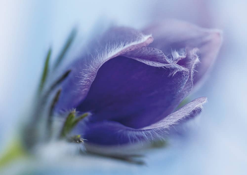 Nr. 029  Pelzanemone