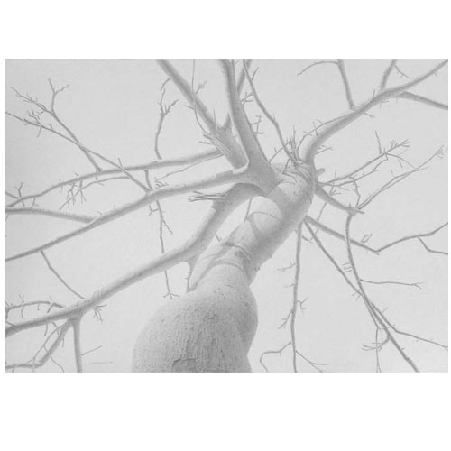 UNTITLED 2005, graphite on paper, 70cm x 100cm