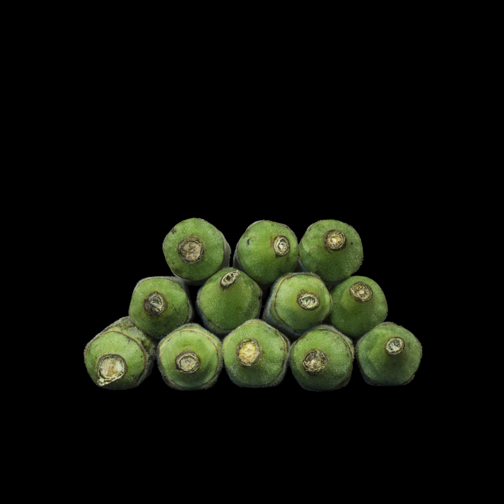 Okra (Mordecai Plantation) (2016)