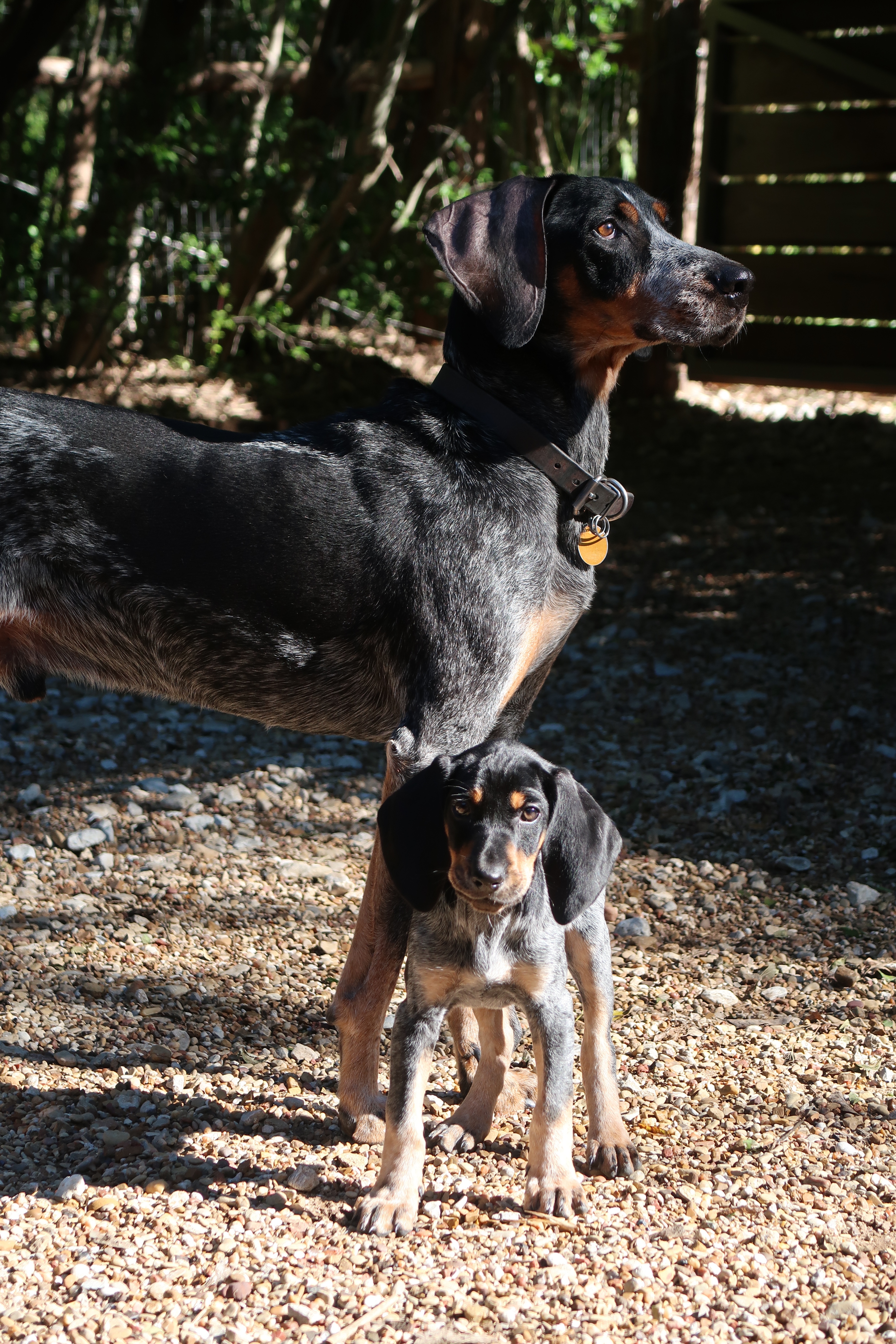 Big and lil blueticks