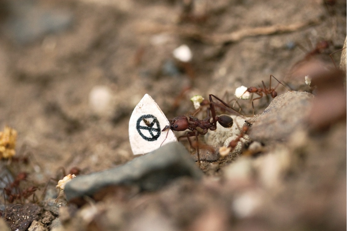 Coexistence (Coexistencia), 2003