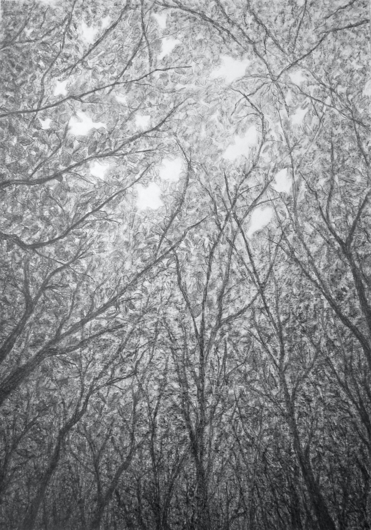 potlood op papier, 100 x 70 cm