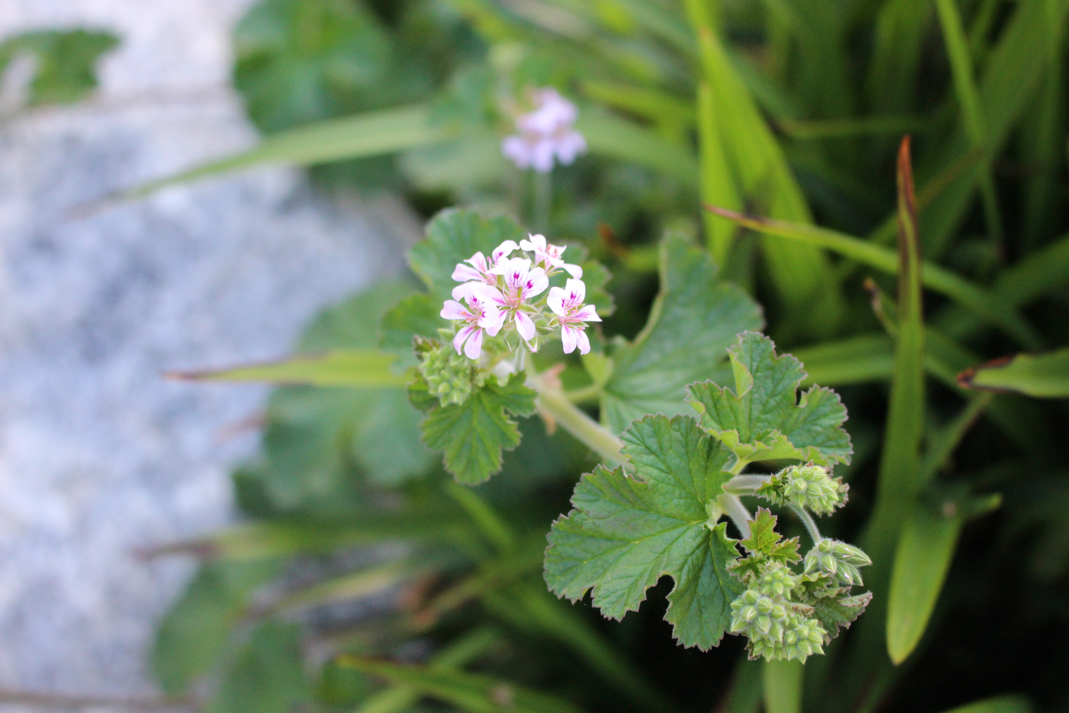 Austral stork's bill (Pelargonium australe)