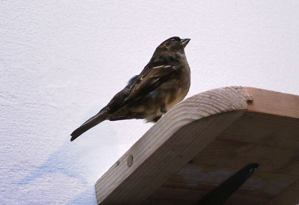 Sweeney, solo Installation at Catalyst Gallery, Belfast, video, film, sound works, steel cladding, wood