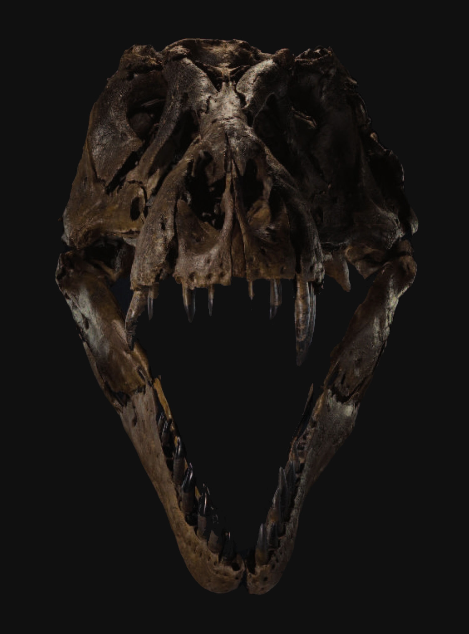 Christie's - Stan the T. Rex Identity,  Editorial