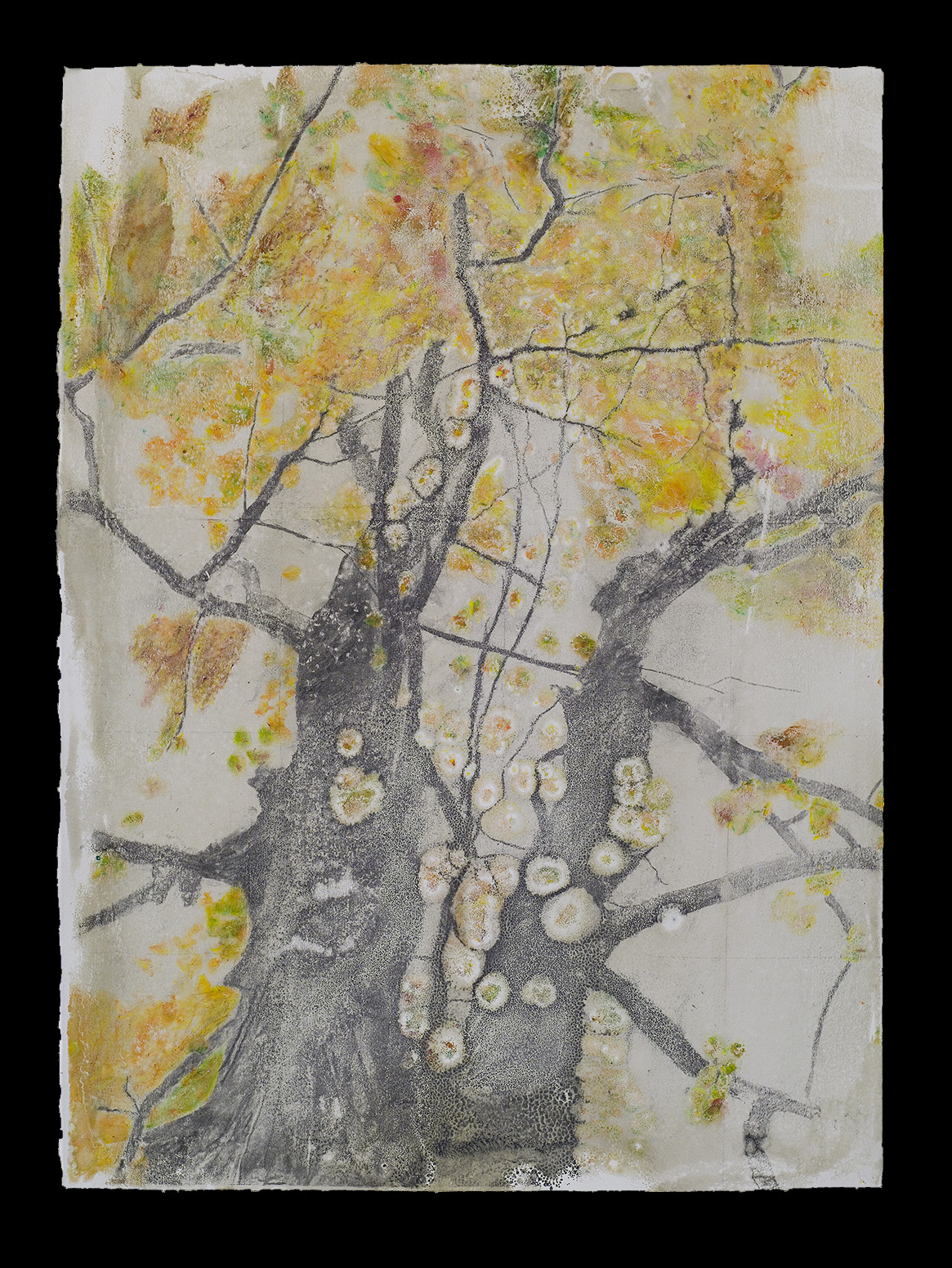 Fall Oak. 2009. 30 1/4"X 22" (Priv. Coll.)