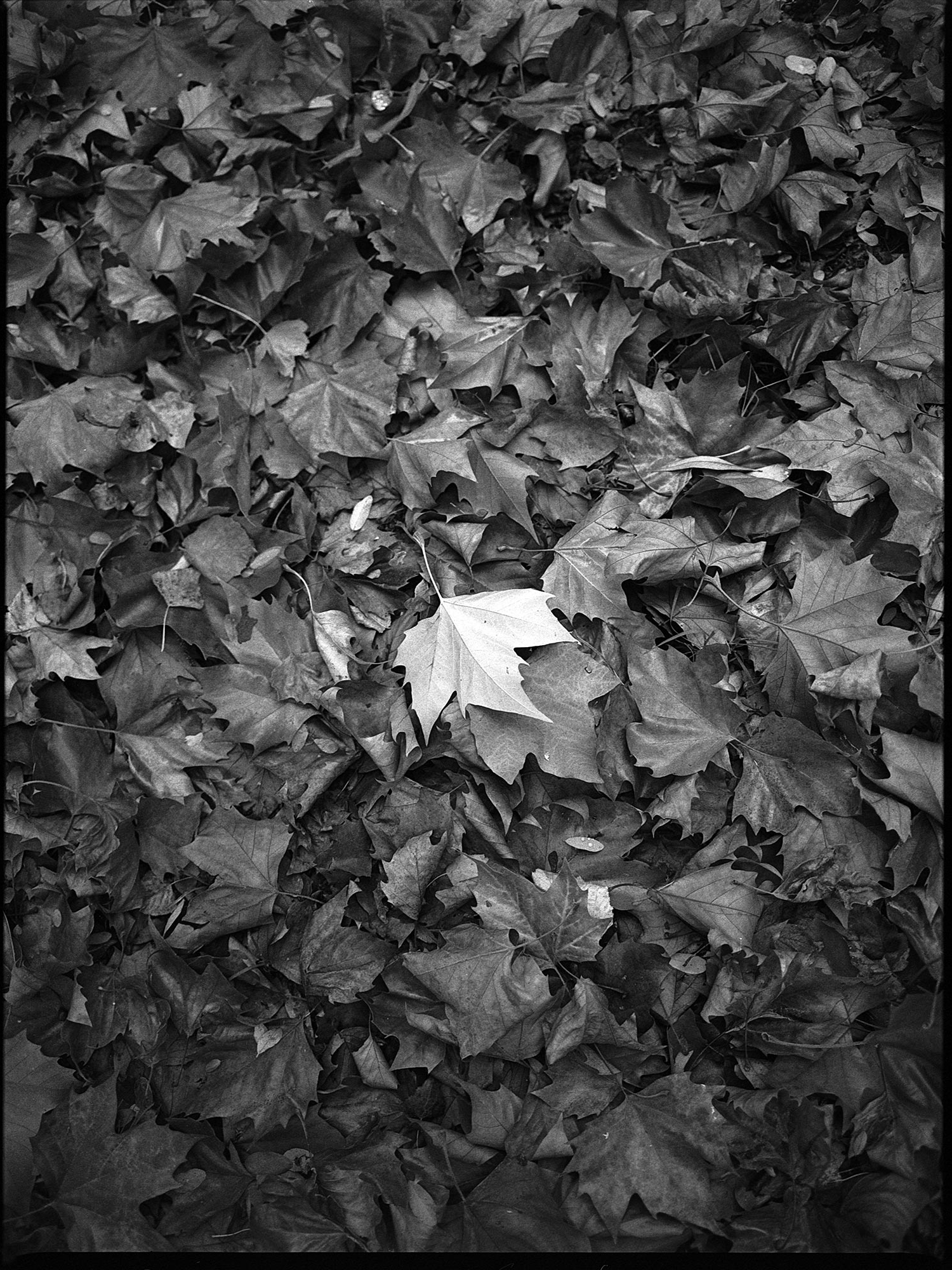 Rien n’est Noir - Claire Berest