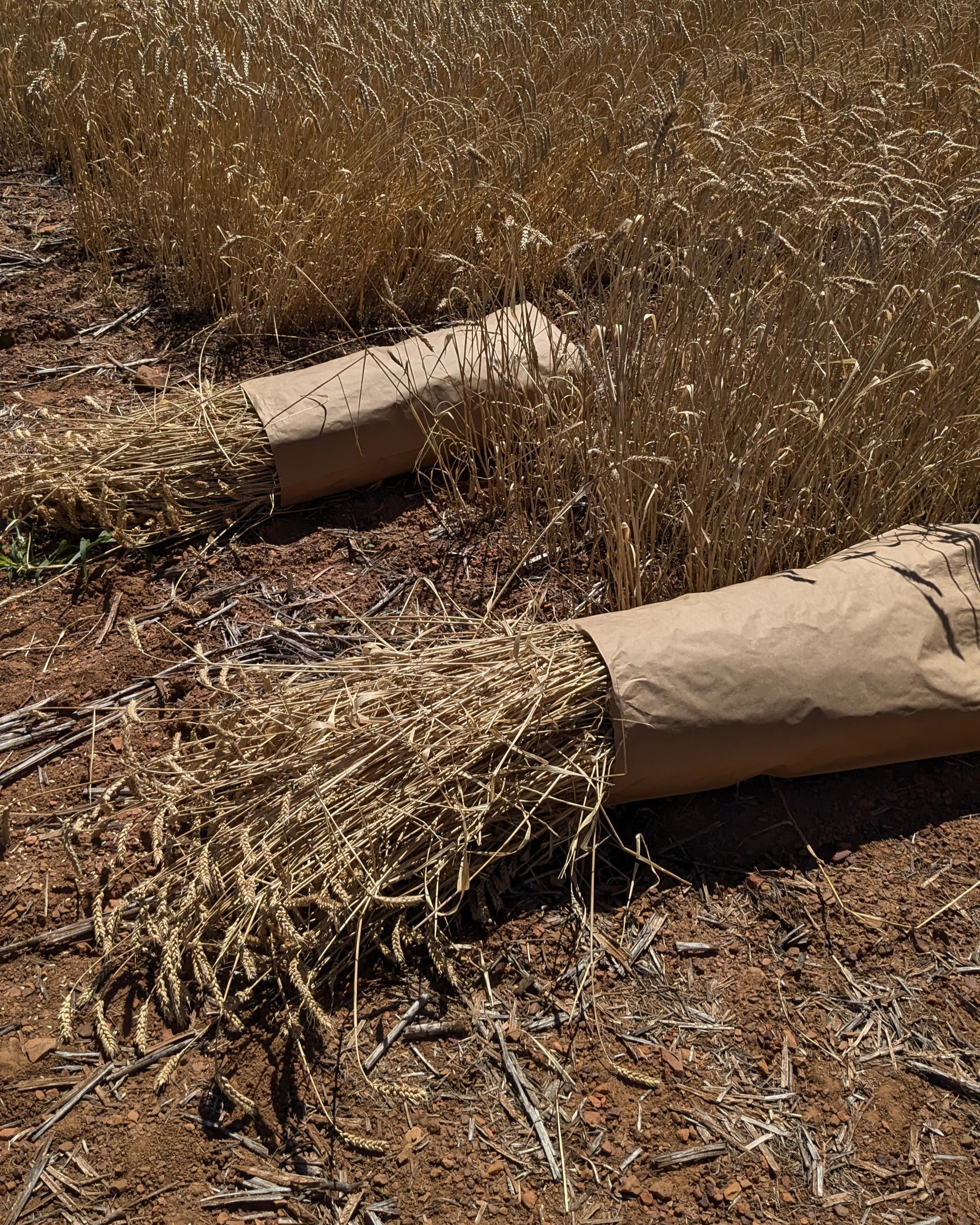 Harvesting straw from the Dookie Capus