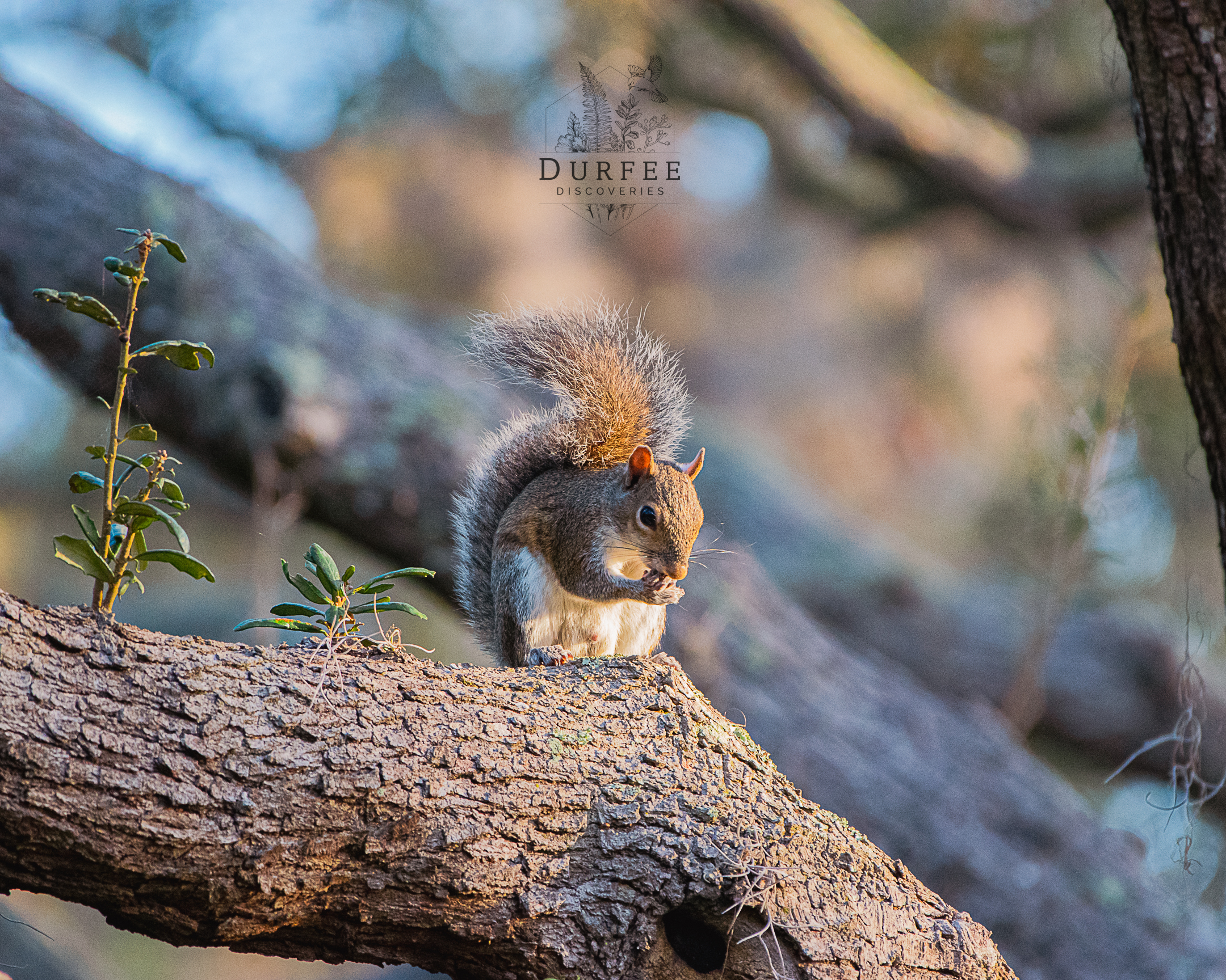 Eastern Gray Squirrel - Palm Harbor, FL