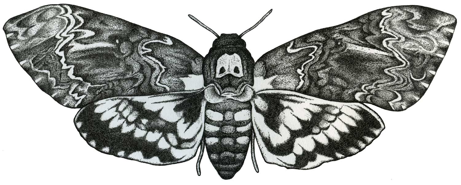 Deaths Head Moth