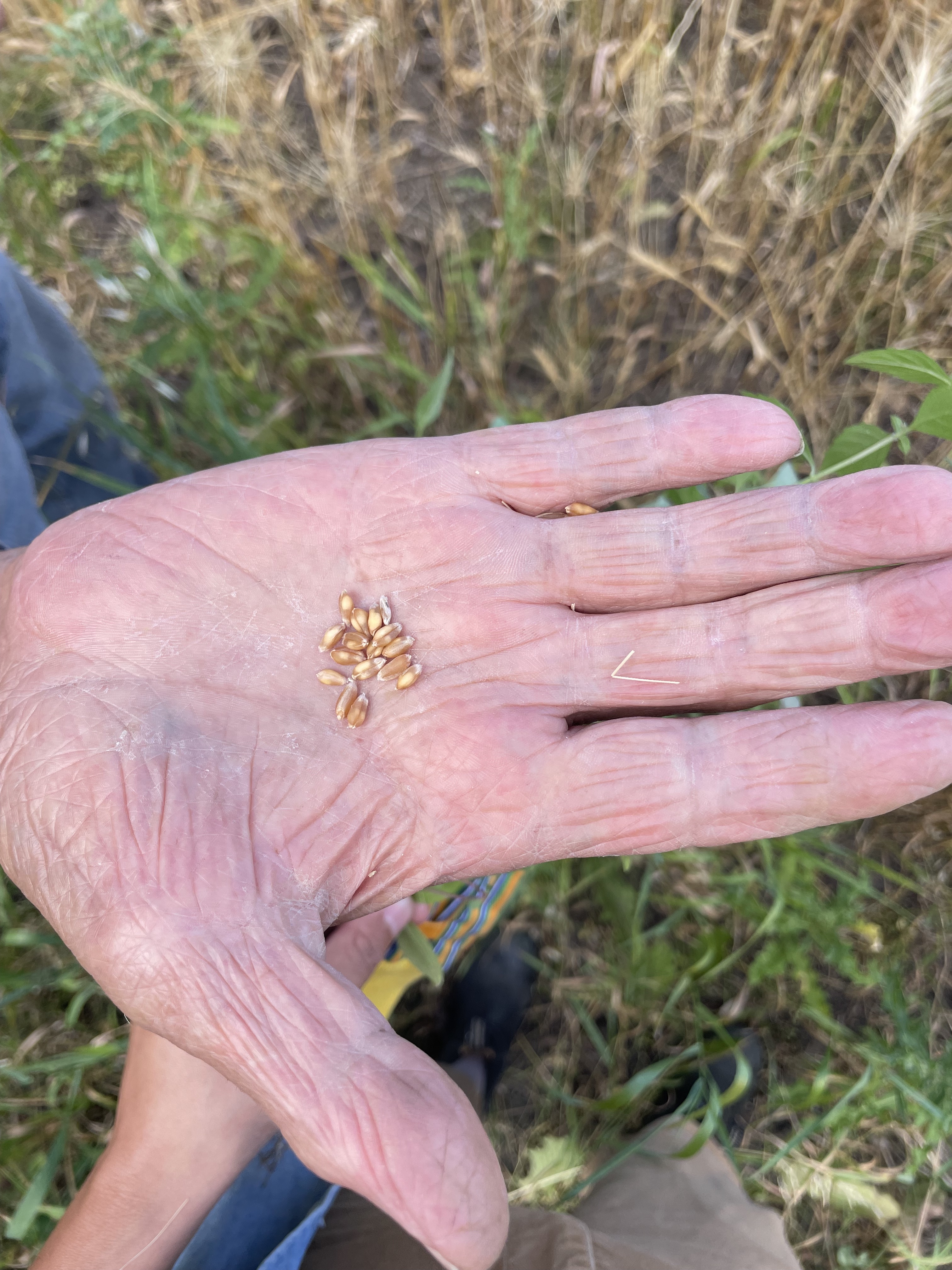 A photo of Kiona's Moshom's hand holding grains.