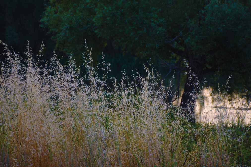 Northern banks of Rio Segre, Lleida ES.