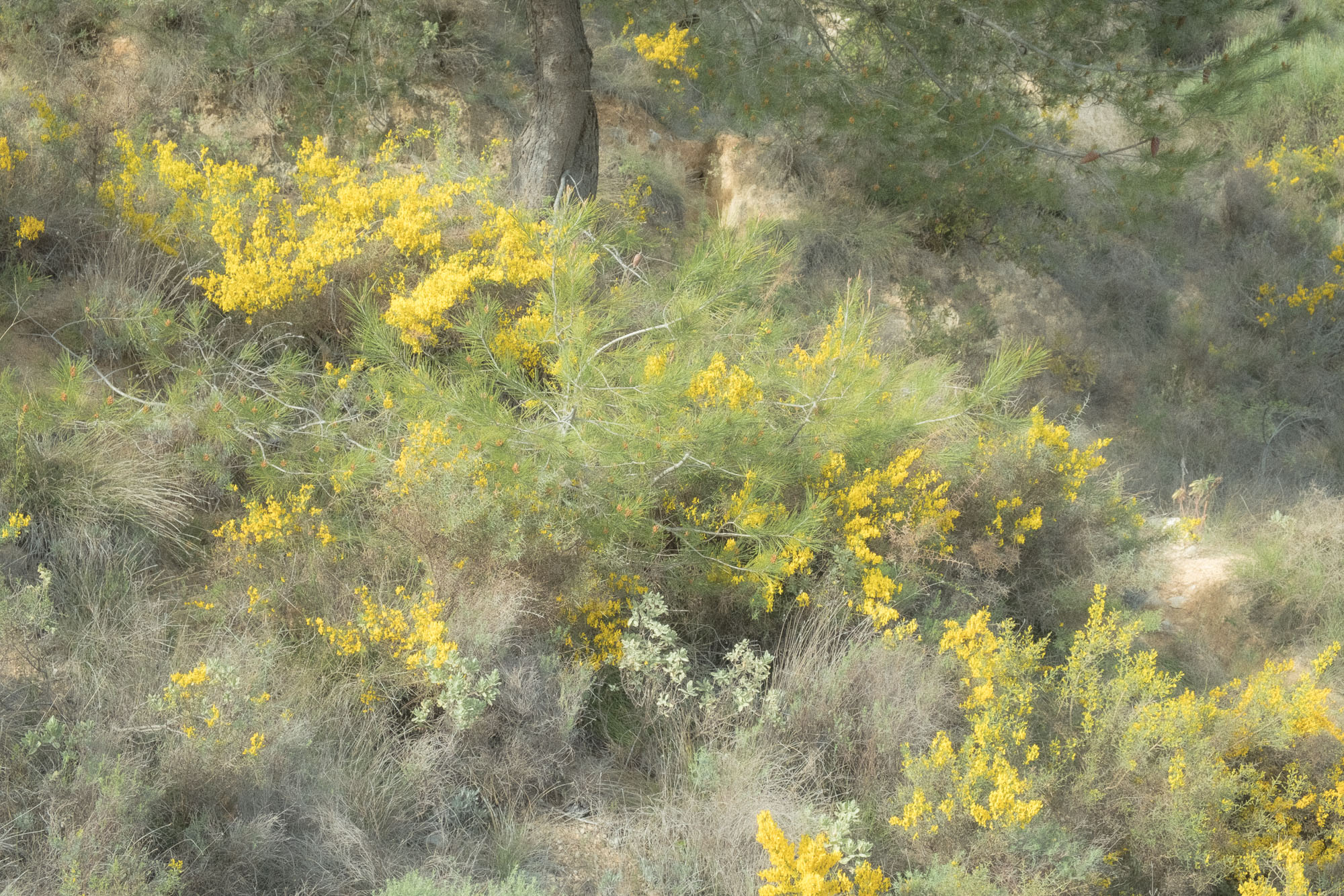 FV_Series_004_IMG_18_Cytisus_Scoparius