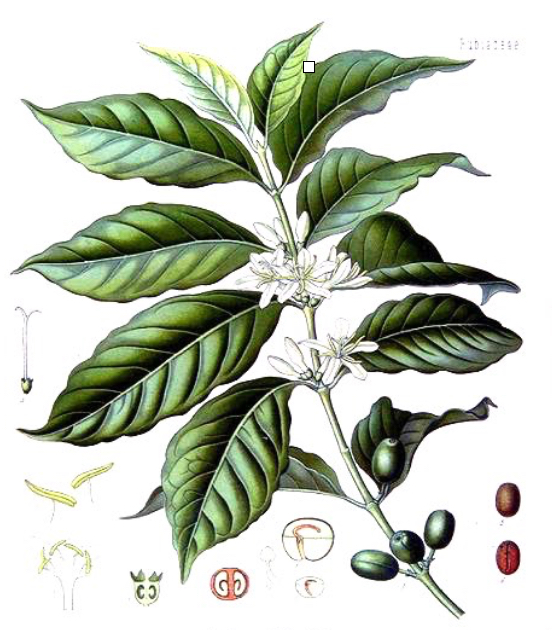 Illustration of Coffea arabica plant and seeds in Kohler’s Medicinal Plants: Franz Eugen Köhler, Medizinal-Pflanzen in naturgetreuen Abbildungen mit kurz erläuterndem: Atlas zur Pharmacopoea… (Gera-Untermhaus, 1883-1914)