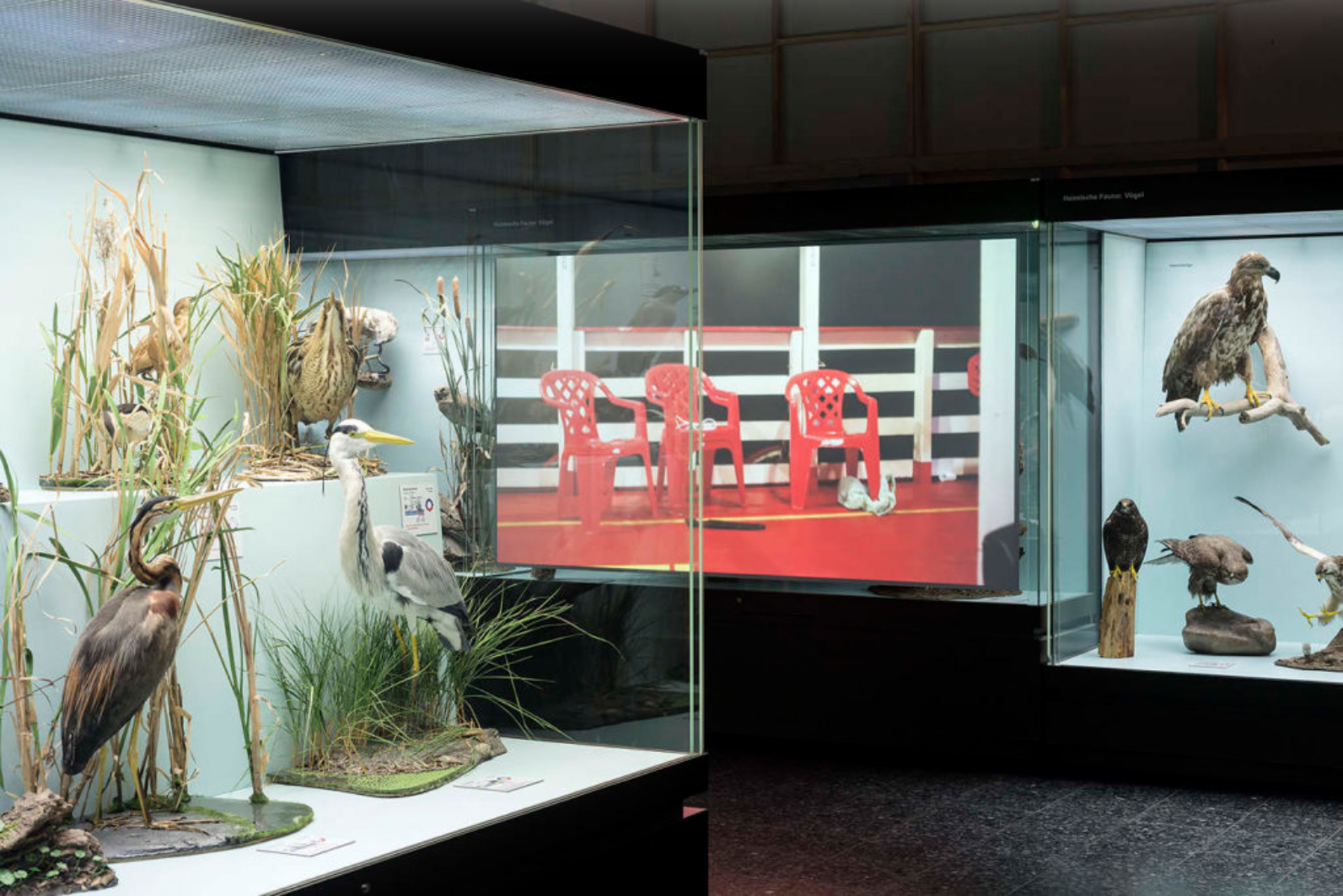 2017, THE OPEN FOREST. Installation view at the group exhibition “Disappearing Legacies: The World As A Forest”, at Zoologisches Museum Hamburg.